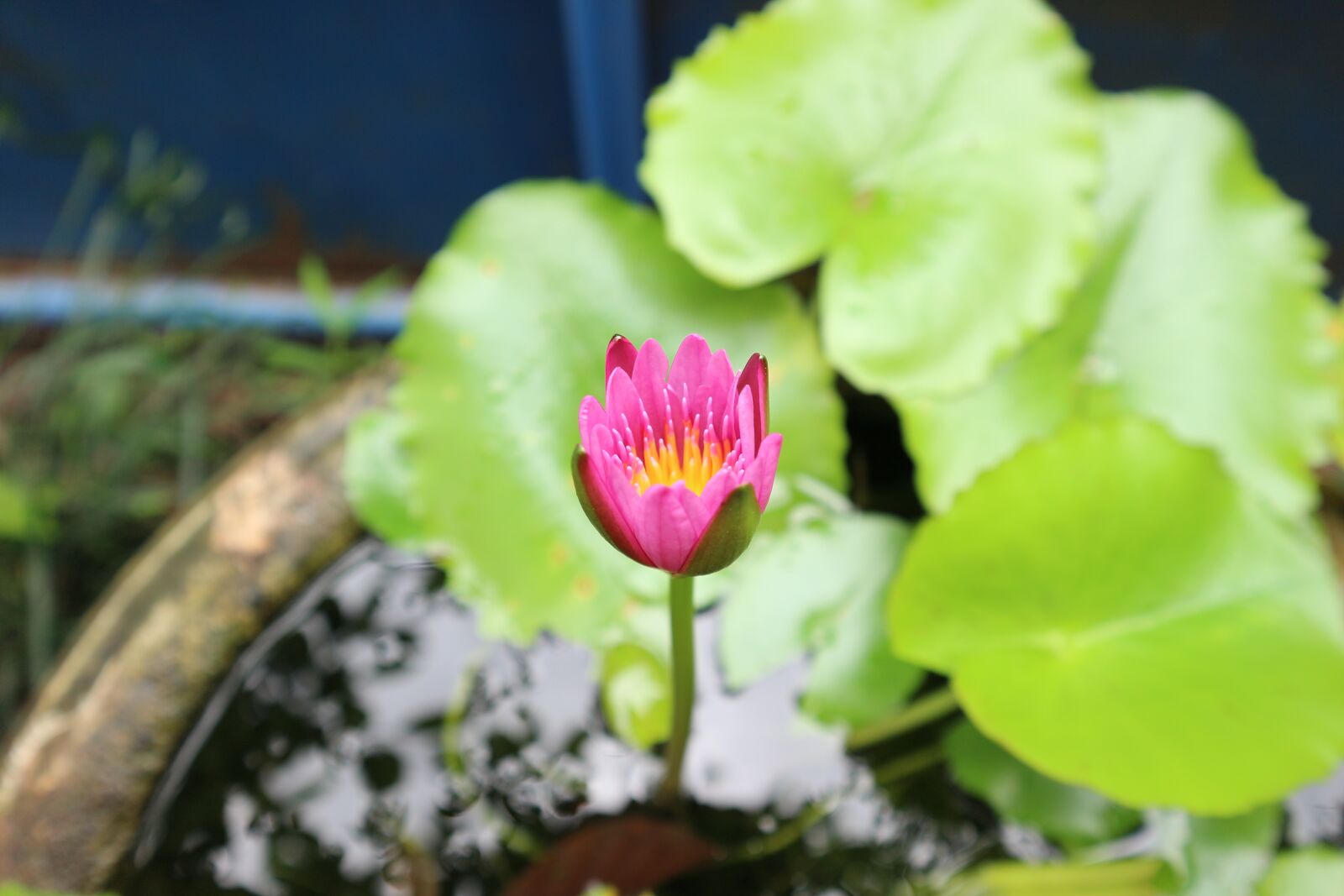 Canon EOS M10 sample photo. Lotus, flowers, pink photography