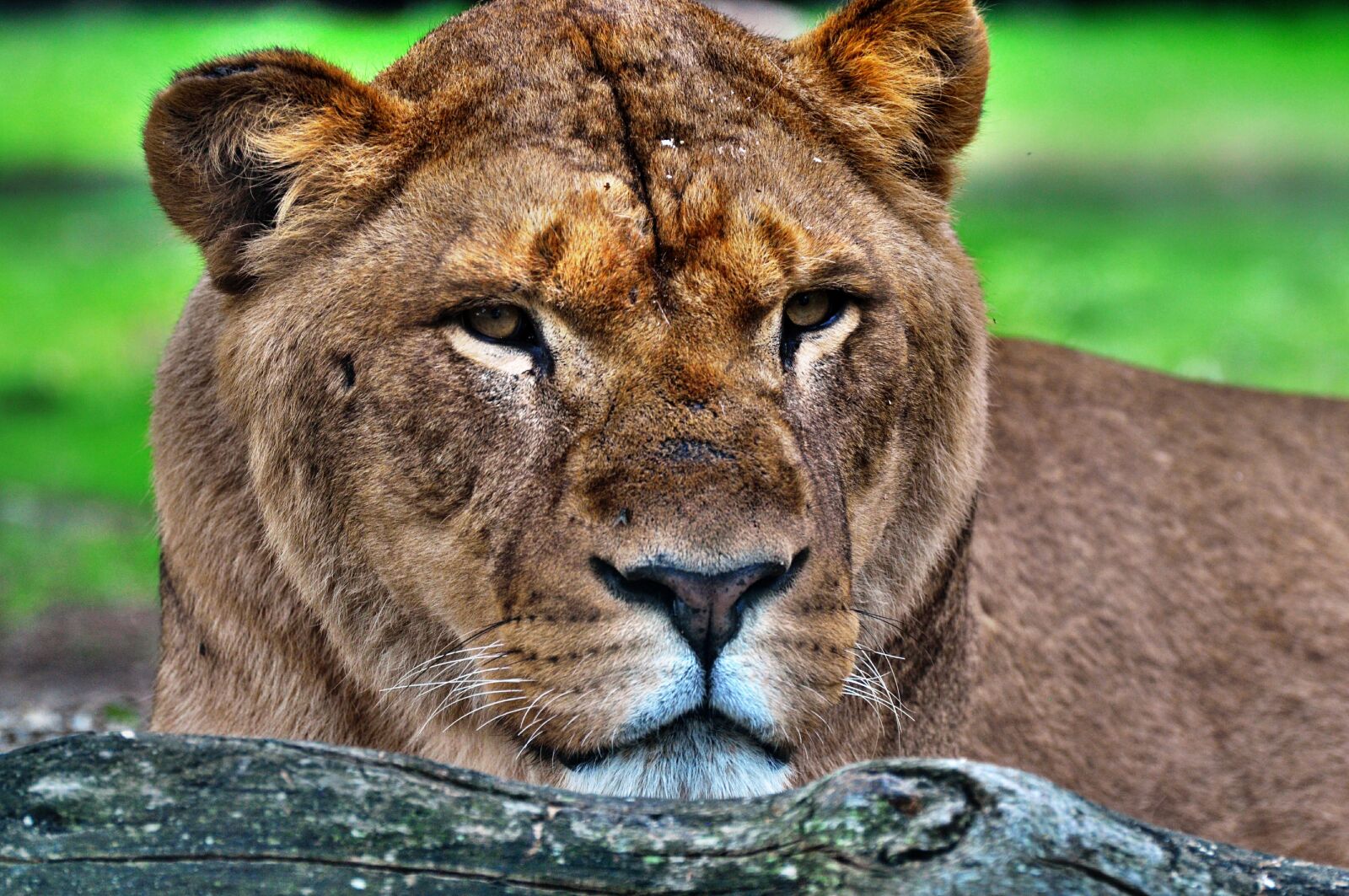 Nikon D5000 sample photo. Mammal, fauna, animal photography