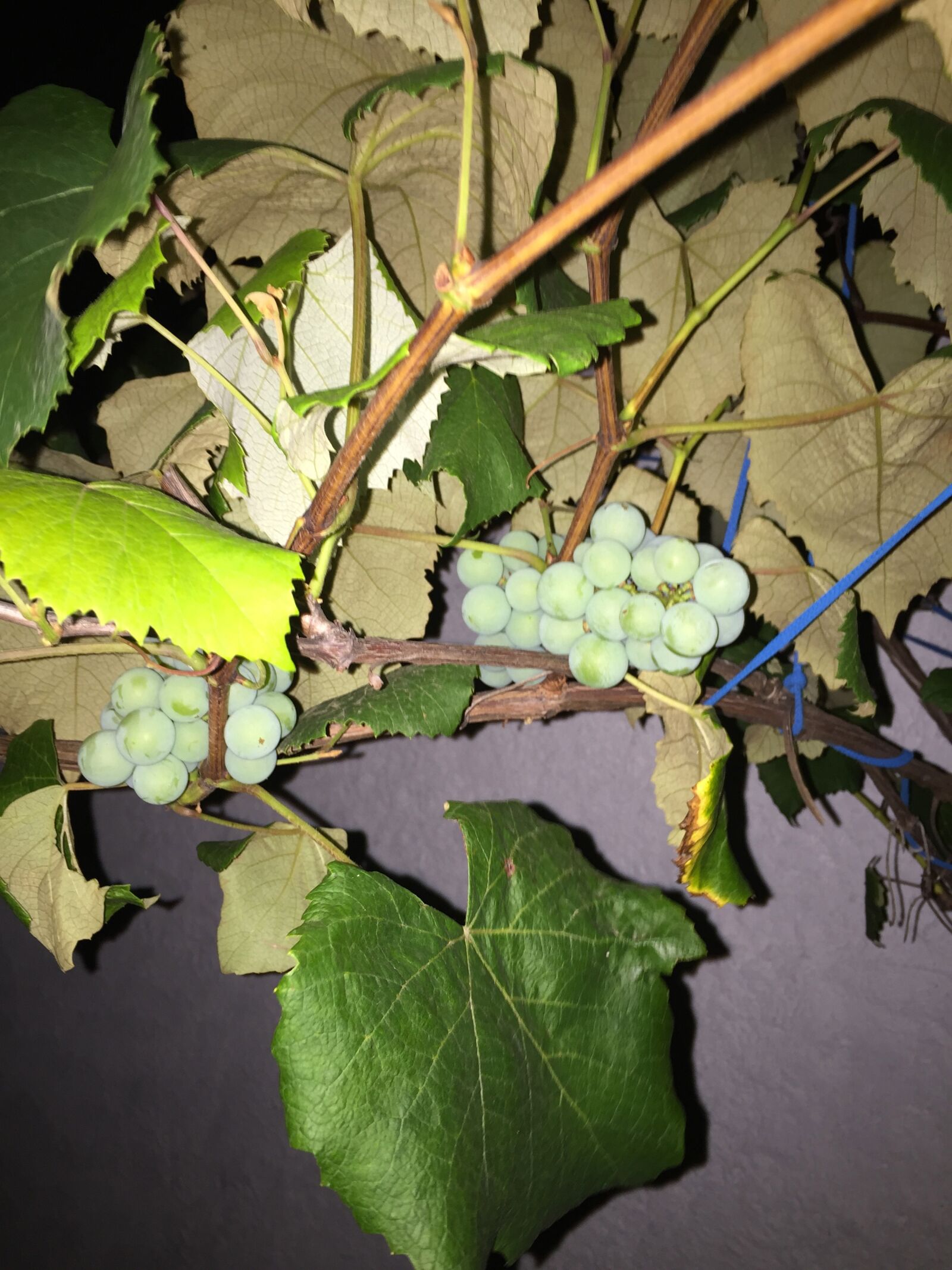 Apple iPhone 6 sample photo