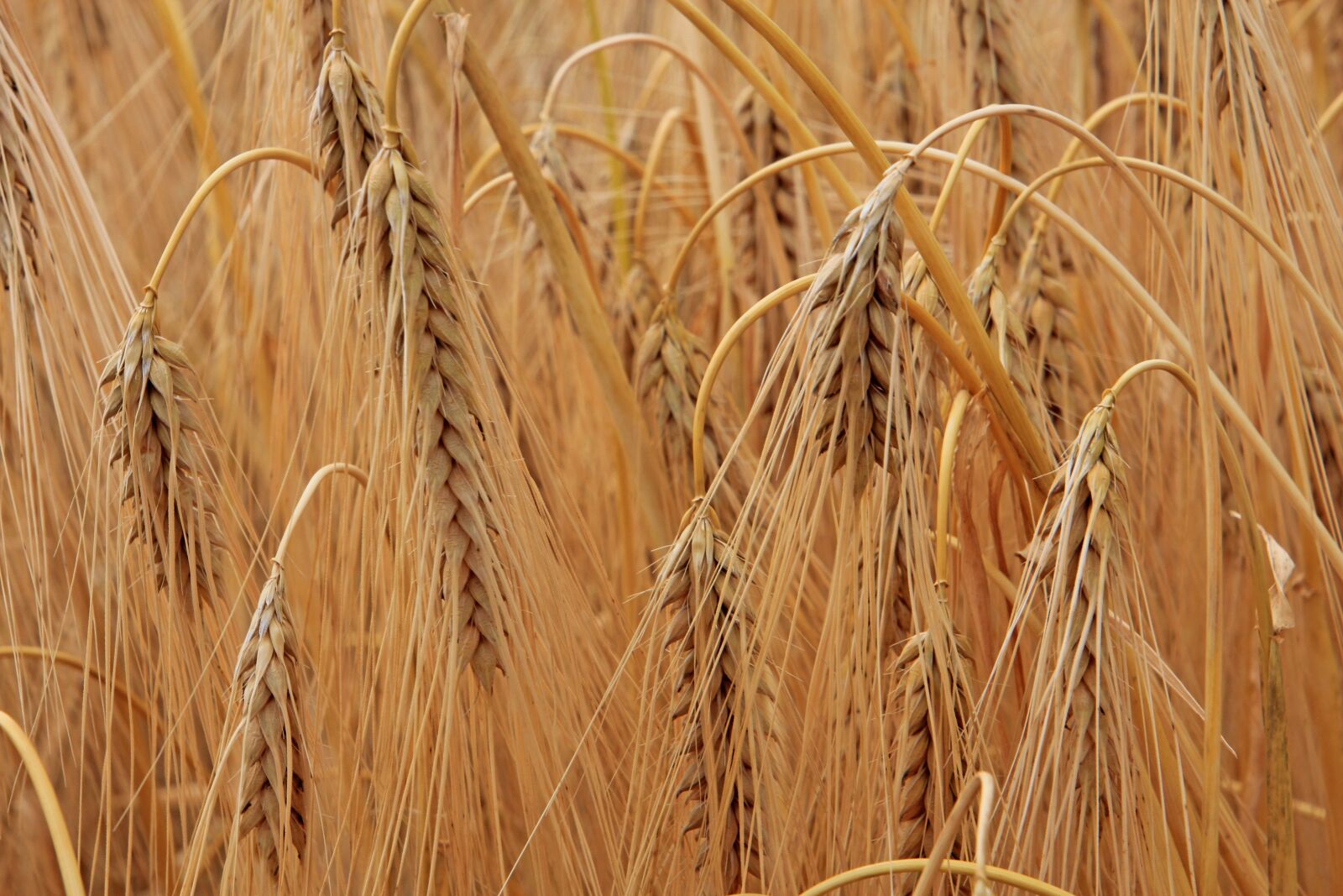 Canon EOS 60D sample photo. Cereals, cornfield, agriculture photography