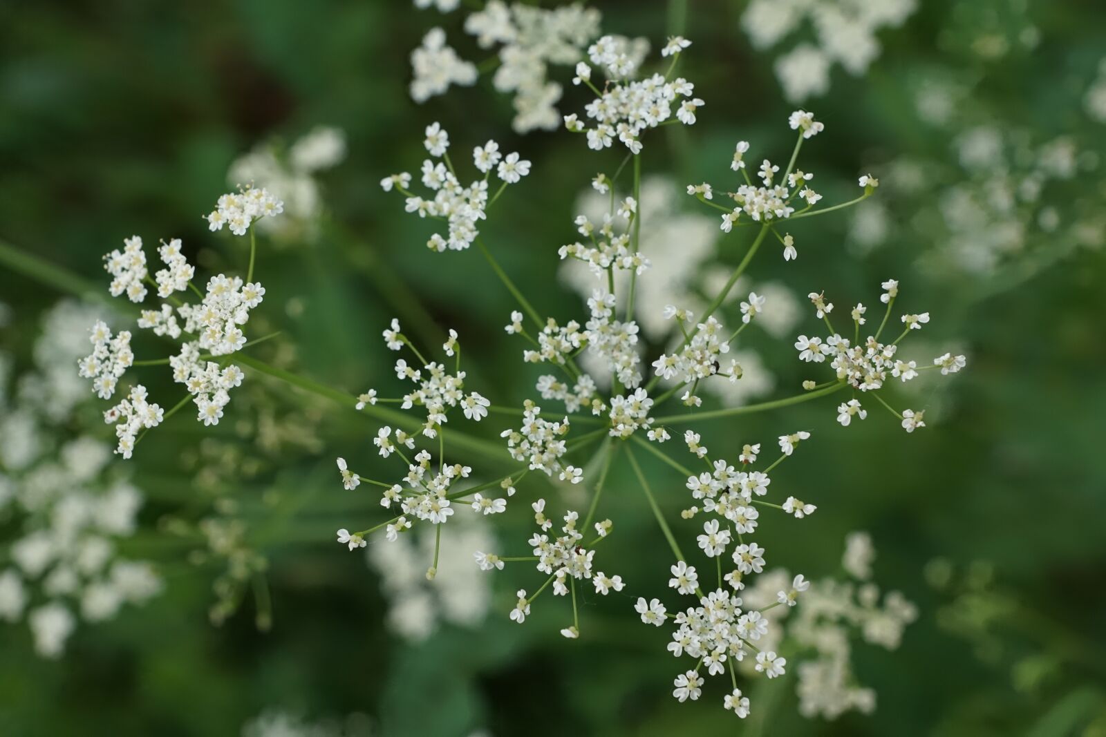 Sony ILCA-77M2 + Sony DT 16-50mm F2.8 SSM sample photo. Flower, white, field photography