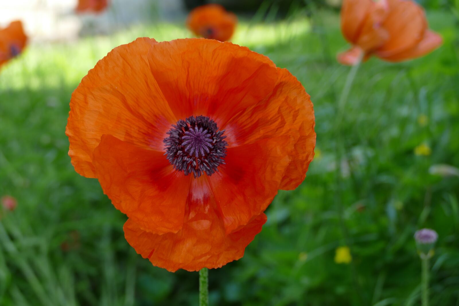 Panasonic Lumix DMC-FZ1000 sample photo. Oriental poppy, flower, blooming photography