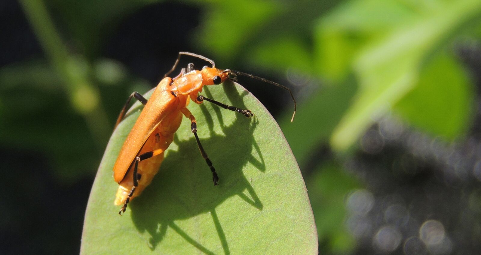 Nikon Coolpix P510 sample photo. Macro, insect, nature photography