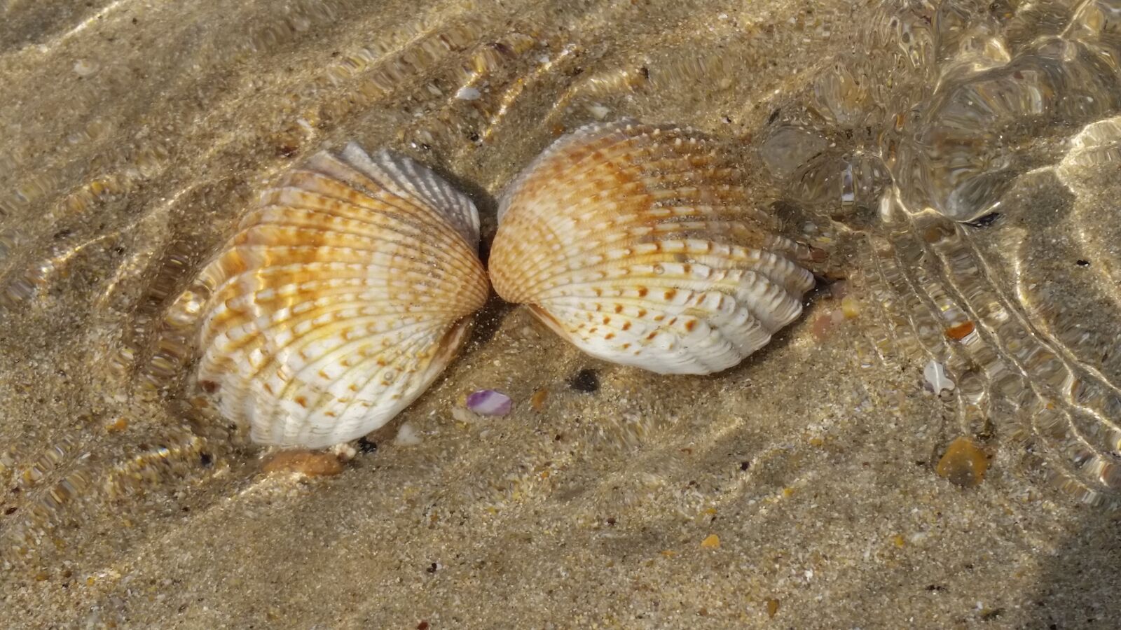 Samsung Galaxy S5 sample photo. Cockle, water, nature photography
