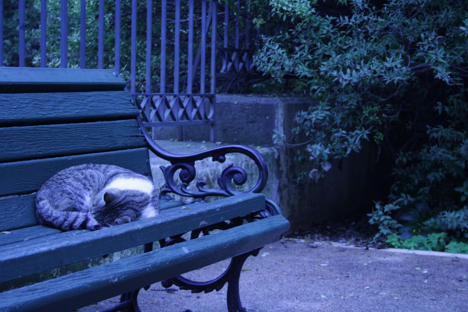 Canon EOS 1000D (EOS Digital Rebel XS / EOS Kiss F) sample photo. Athens, greece, sleeping photography