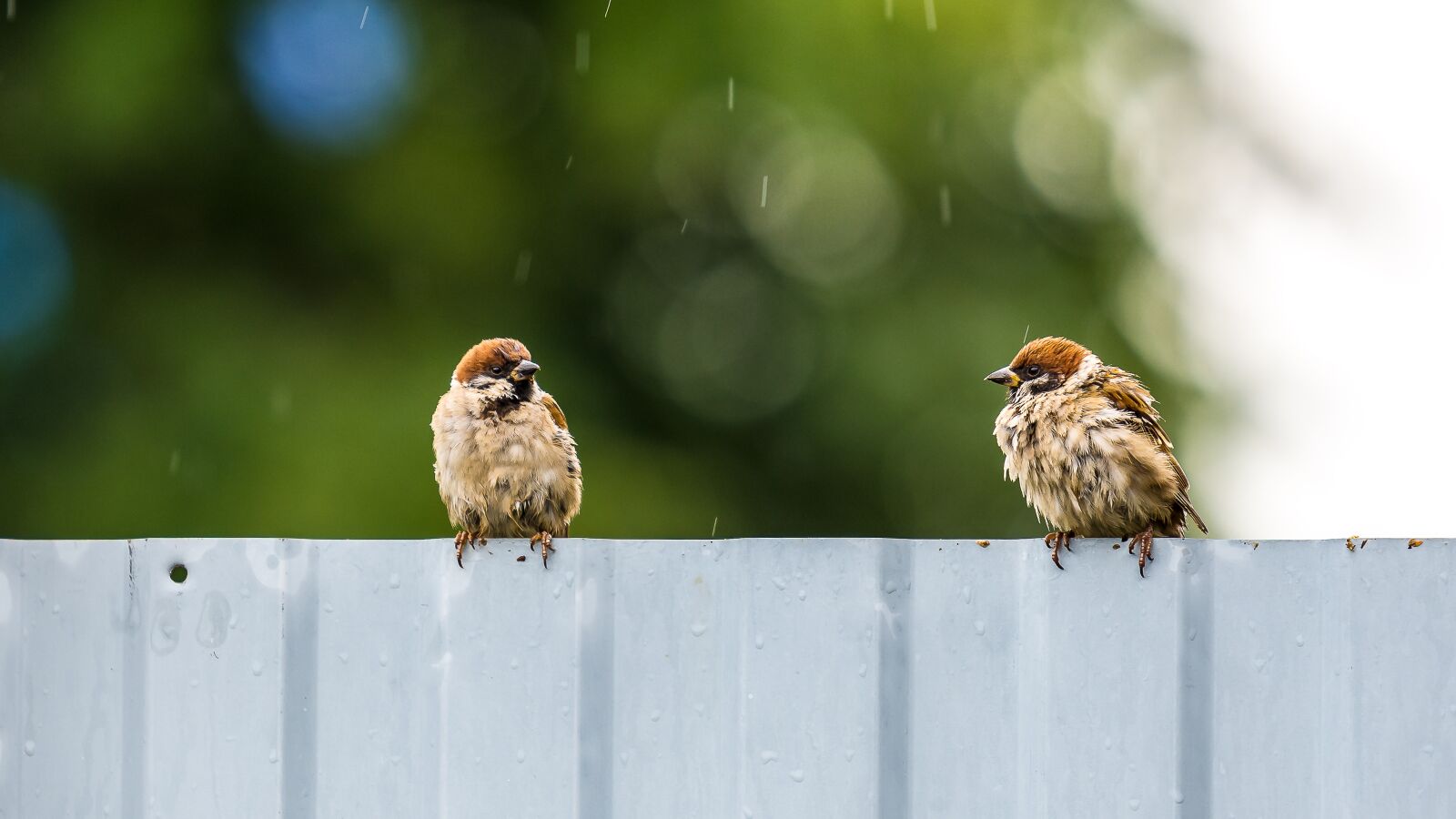 Nikon D7200 sample photo. Birds, sparrow, plumage photography