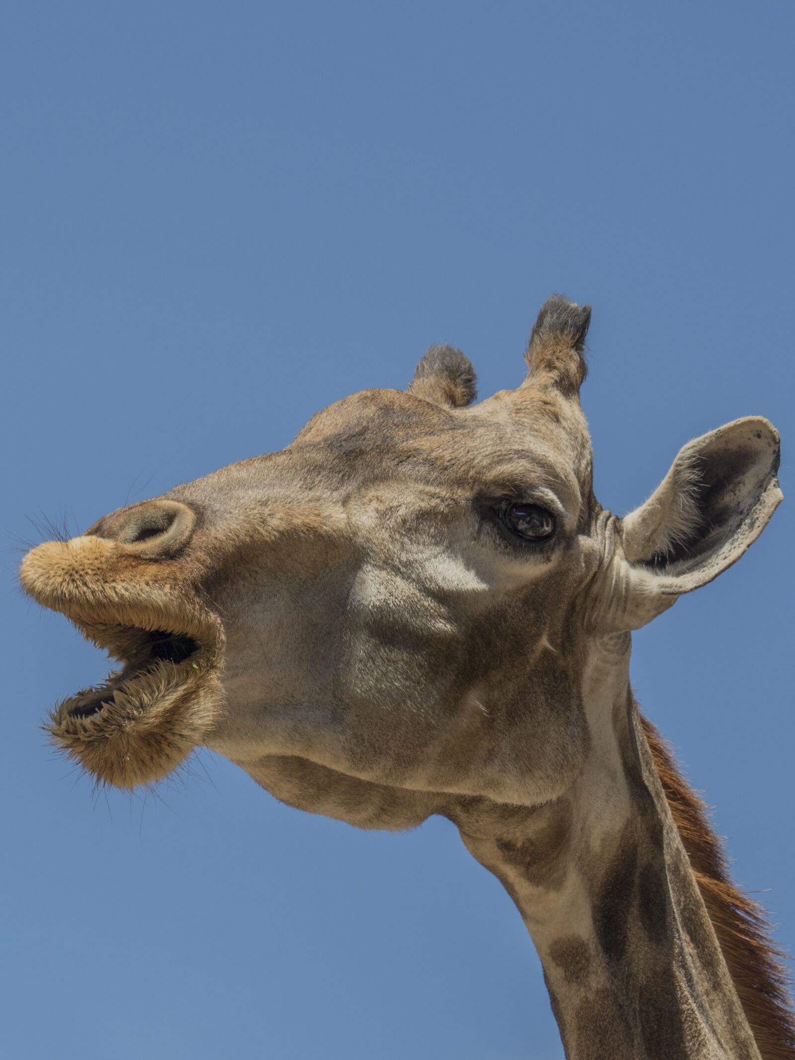Olympus OM-D E-M5 II sample photo. Giraffe, horns, ruminate photography