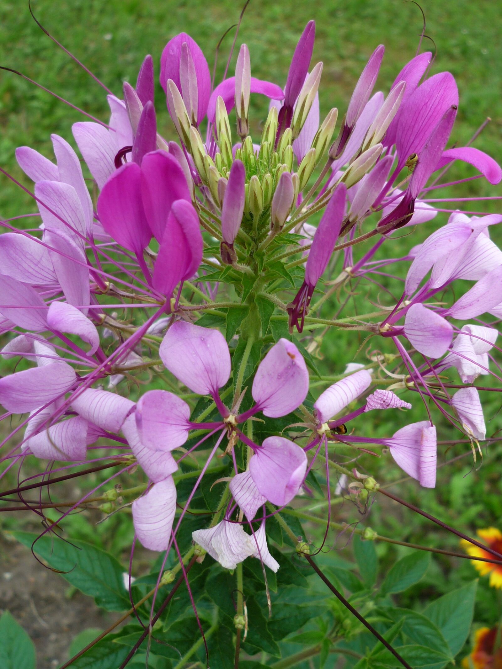 Panasonic Lumix DMC-FS6 sample photo. Flower, pink, nature photography
