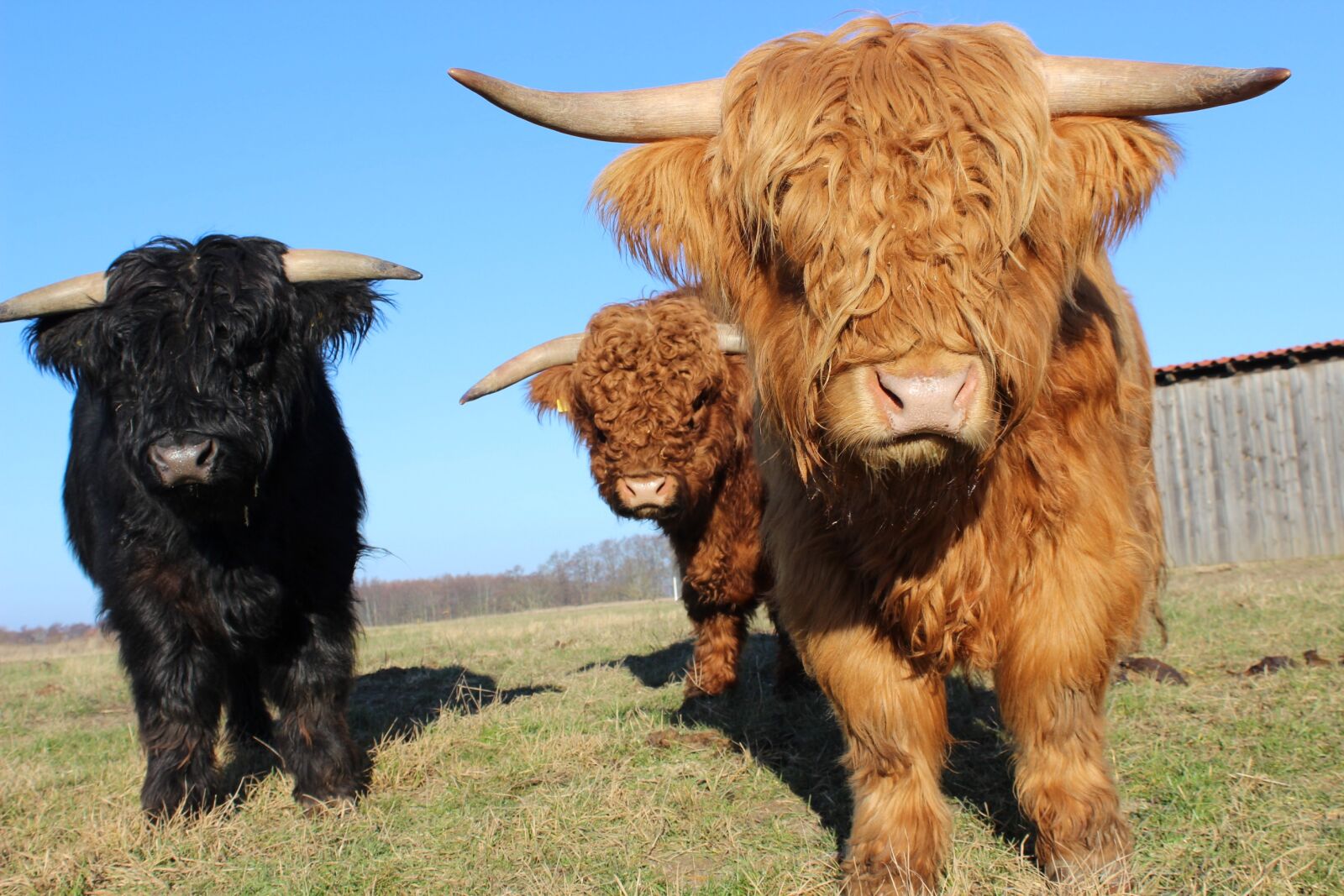 Canon EOS 600D (Rebel EOS T3i / EOS Kiss X5) sample photo. Scottish beef, horns of photography