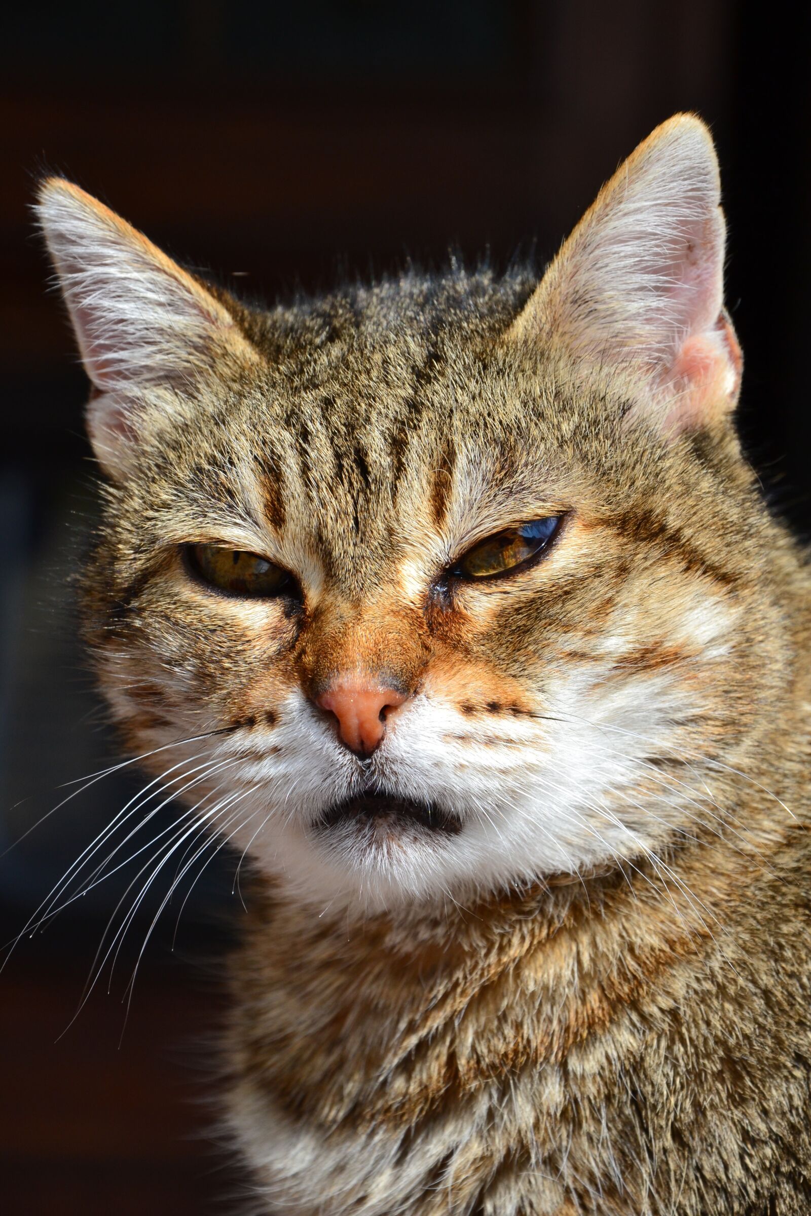 Nikon D3100 sample photo. Cat, look, expression photography