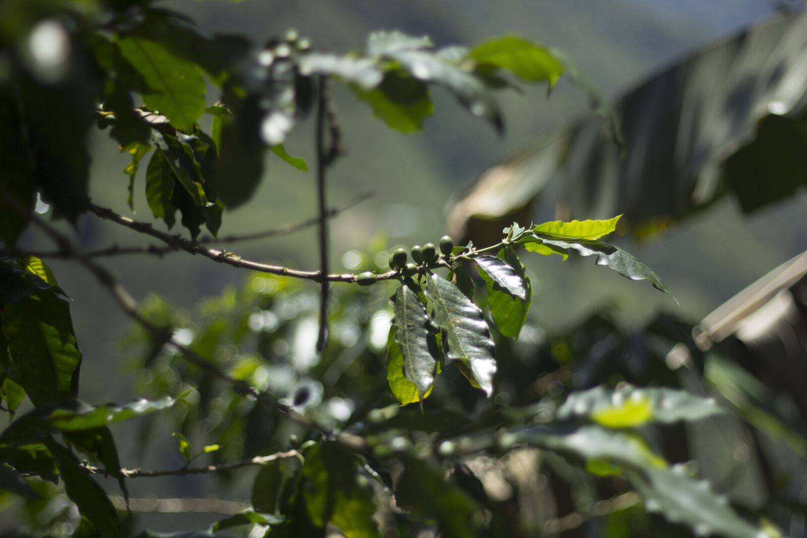 Canon EOS 600D (Rebel EOS T3i / EOS Kiss X5) + Canon EF 50mm F1.8 II sample photo. Coffee, coffe, grain photography