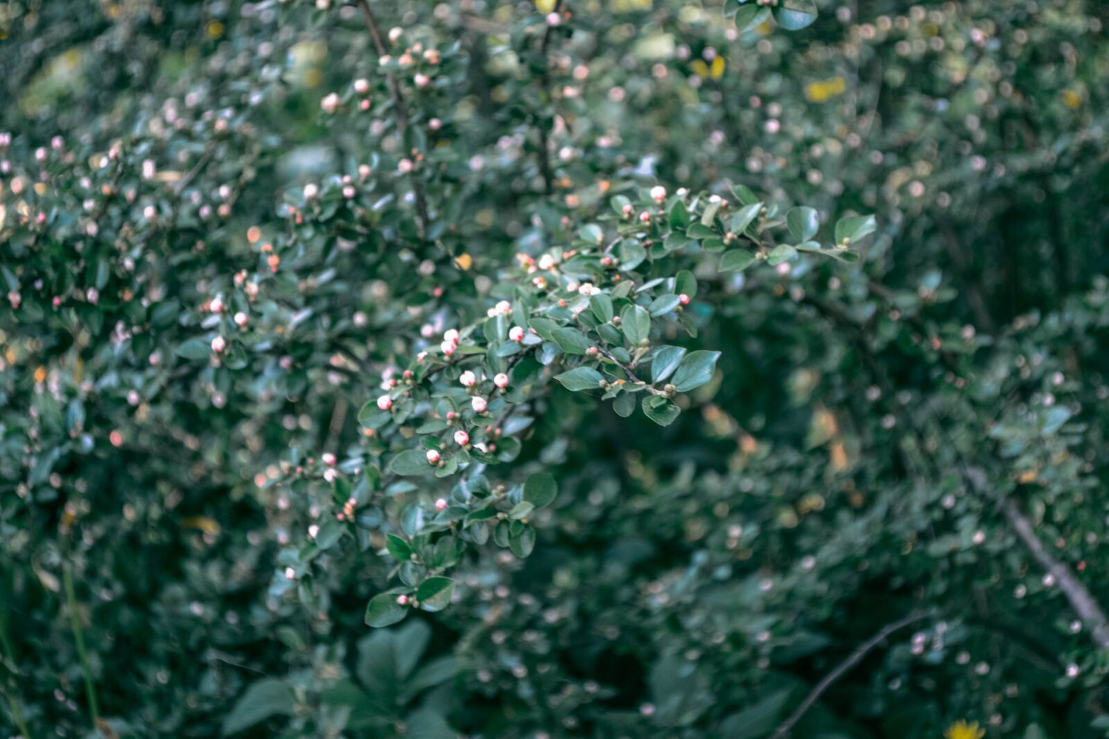 Nikon D3100 sample photo. Greens, plant, nature photography