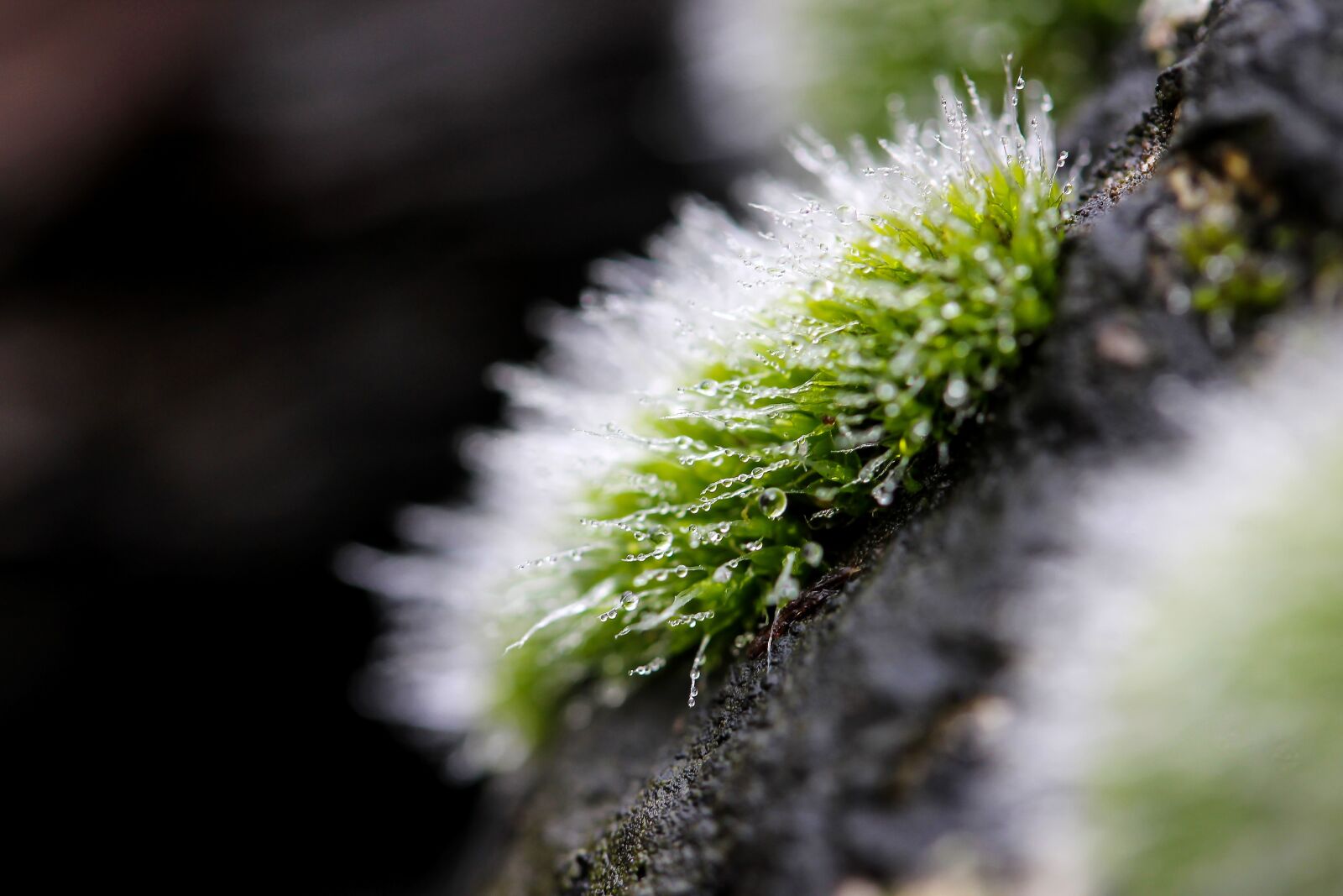 Canon EF-S 60mm F2.8 Macro USM sample photo. Moss, moss cushions, plant photography