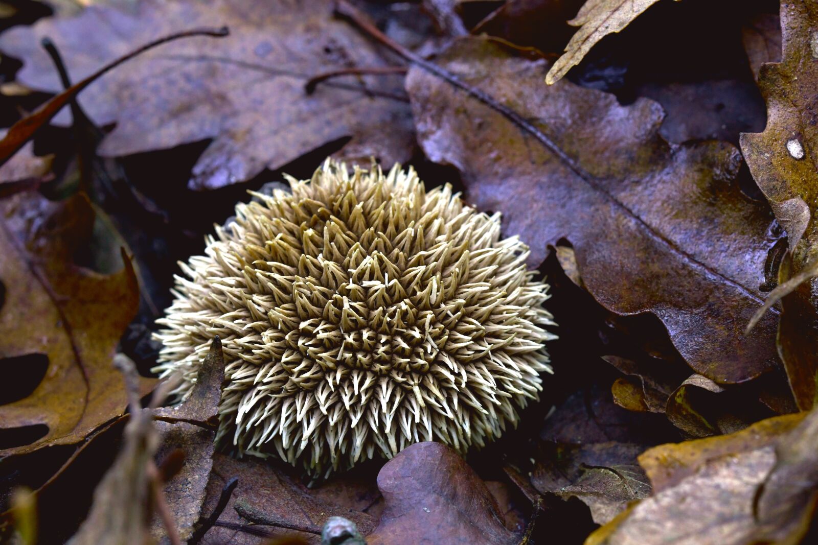 Nikon D7500 sample photo. Fungus, forest, autumn photography