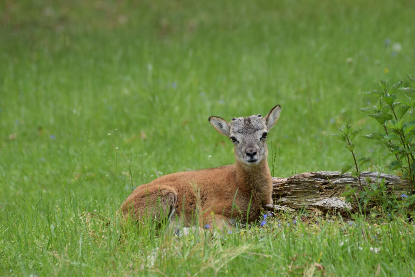 Nikon D5300 sample photo. Mouflon, wild sheep, animal photography