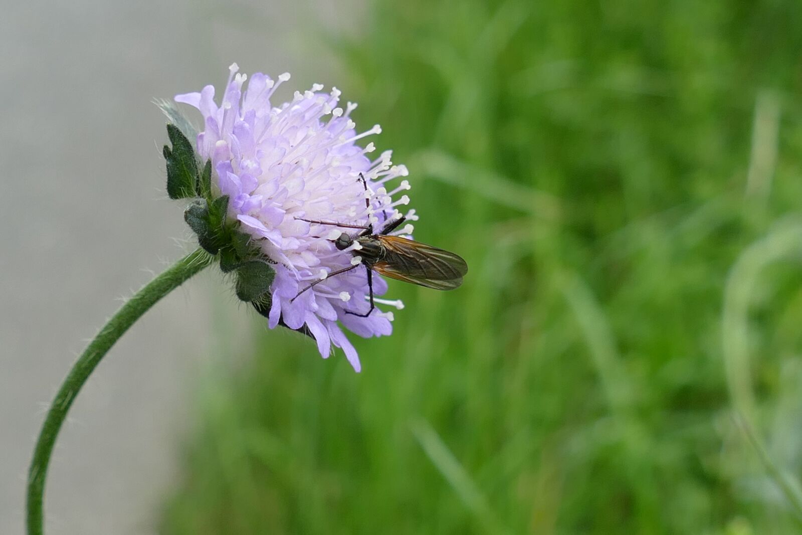 Panasonic Lumix DMC-FZ1000 sample photo. Bug, fauna, flower photography