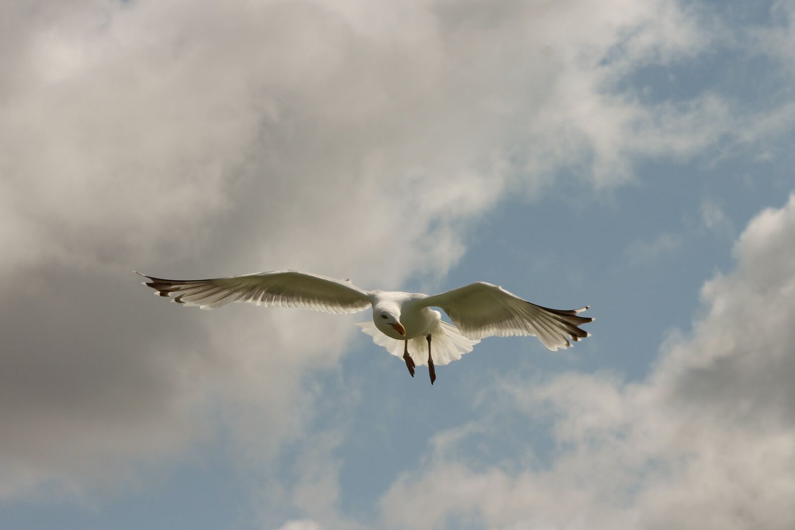 Canon EOS 1100D (EOS Rebel T3 / EOS Kiss X50) sample photo. Seagull, flight, seevogel photography