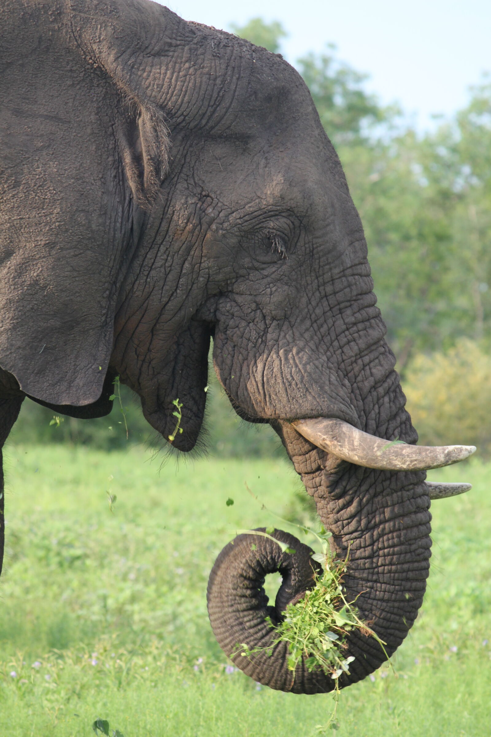 Canon EF-S 55-250mm F4-5.6 IS sample photo. Africa, big, elephant, grass photography