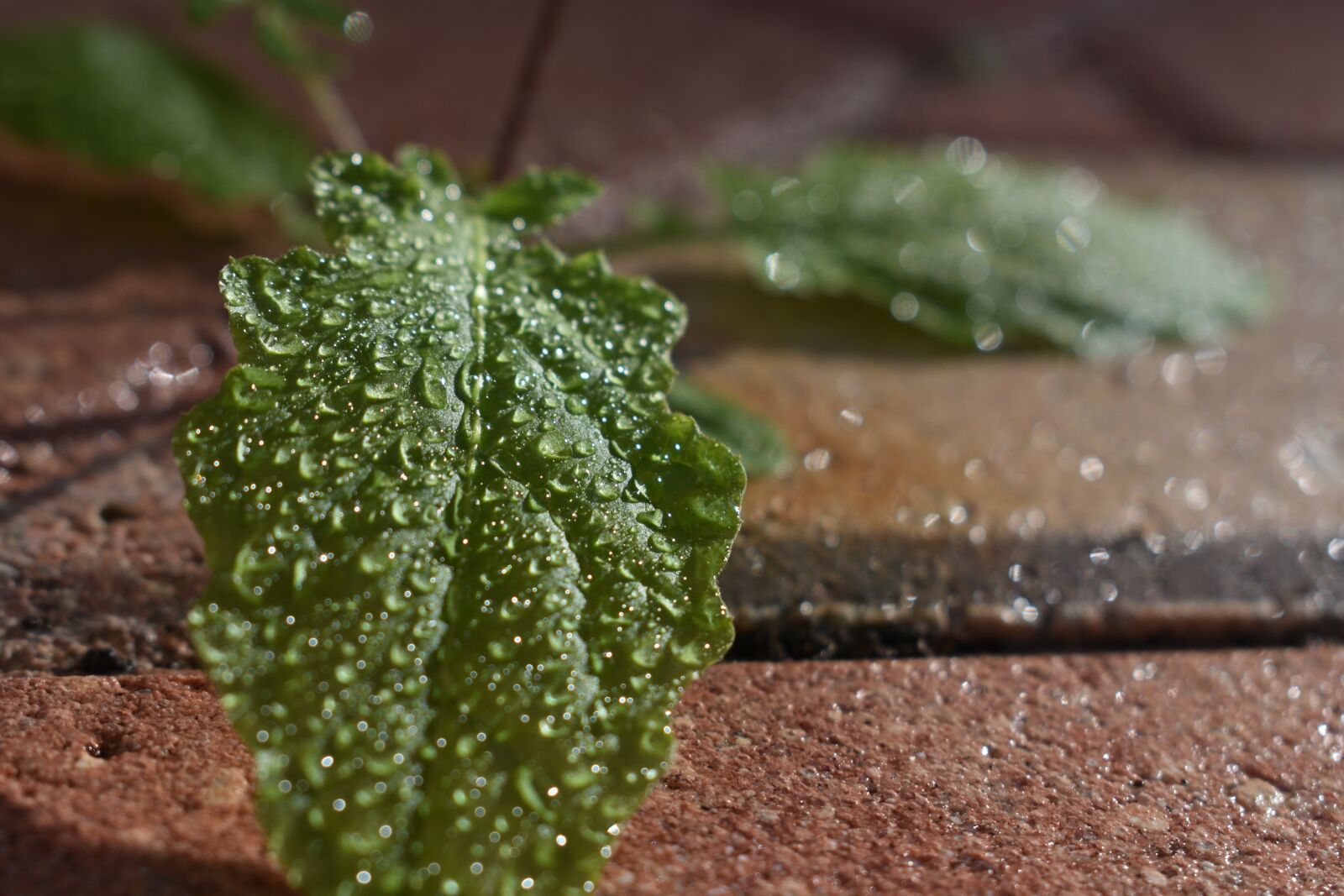 Nikon D3400 sample photo. Leaf, plant, green photography