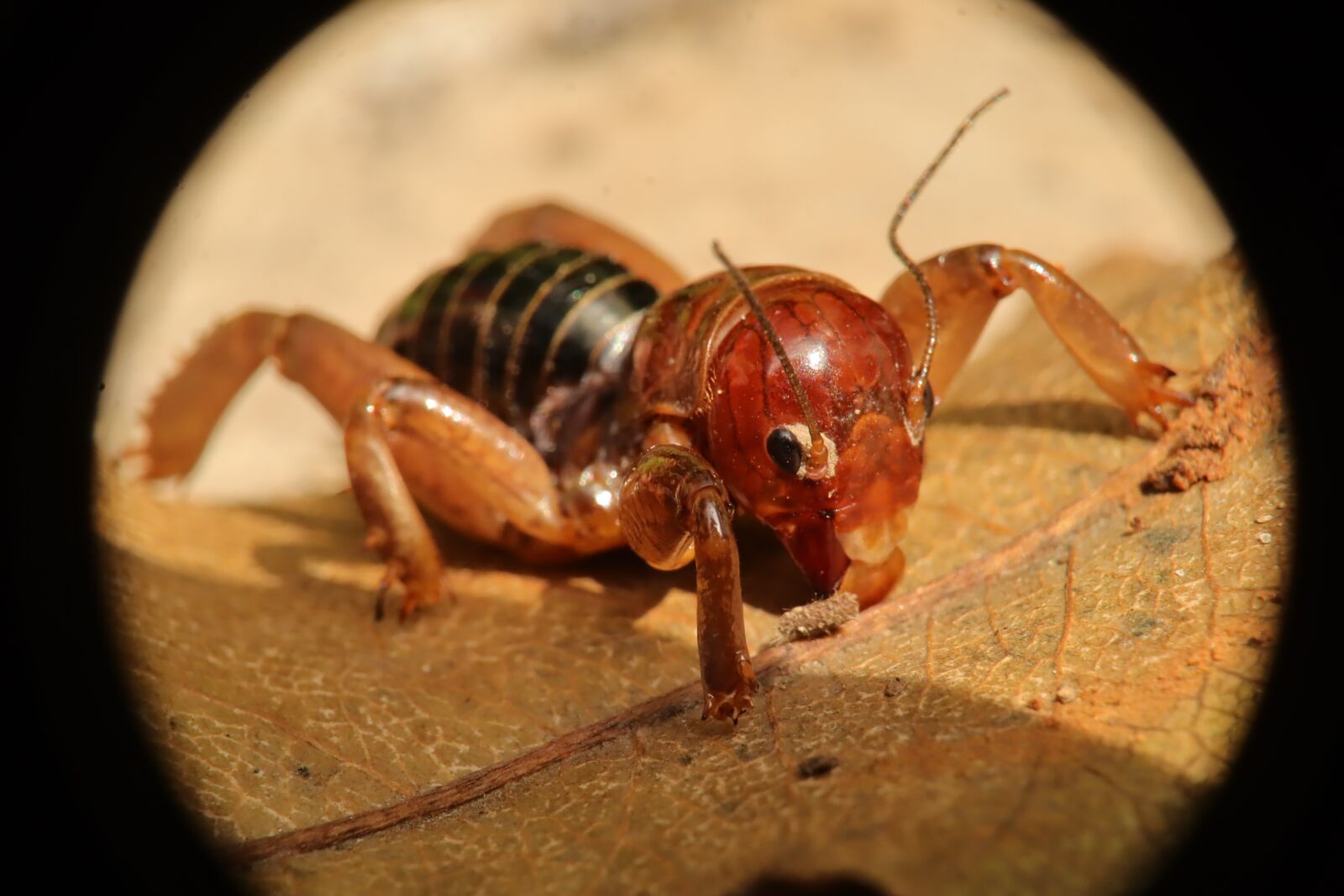 Canon EF-M 15-45mm F3.5-6.3 IS STM sample photo. Insect, nature, garden photography