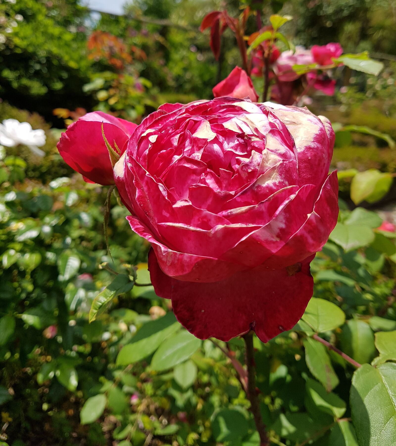 Samsung Galaxy S7 sample photo. Flower, nature, flora photography