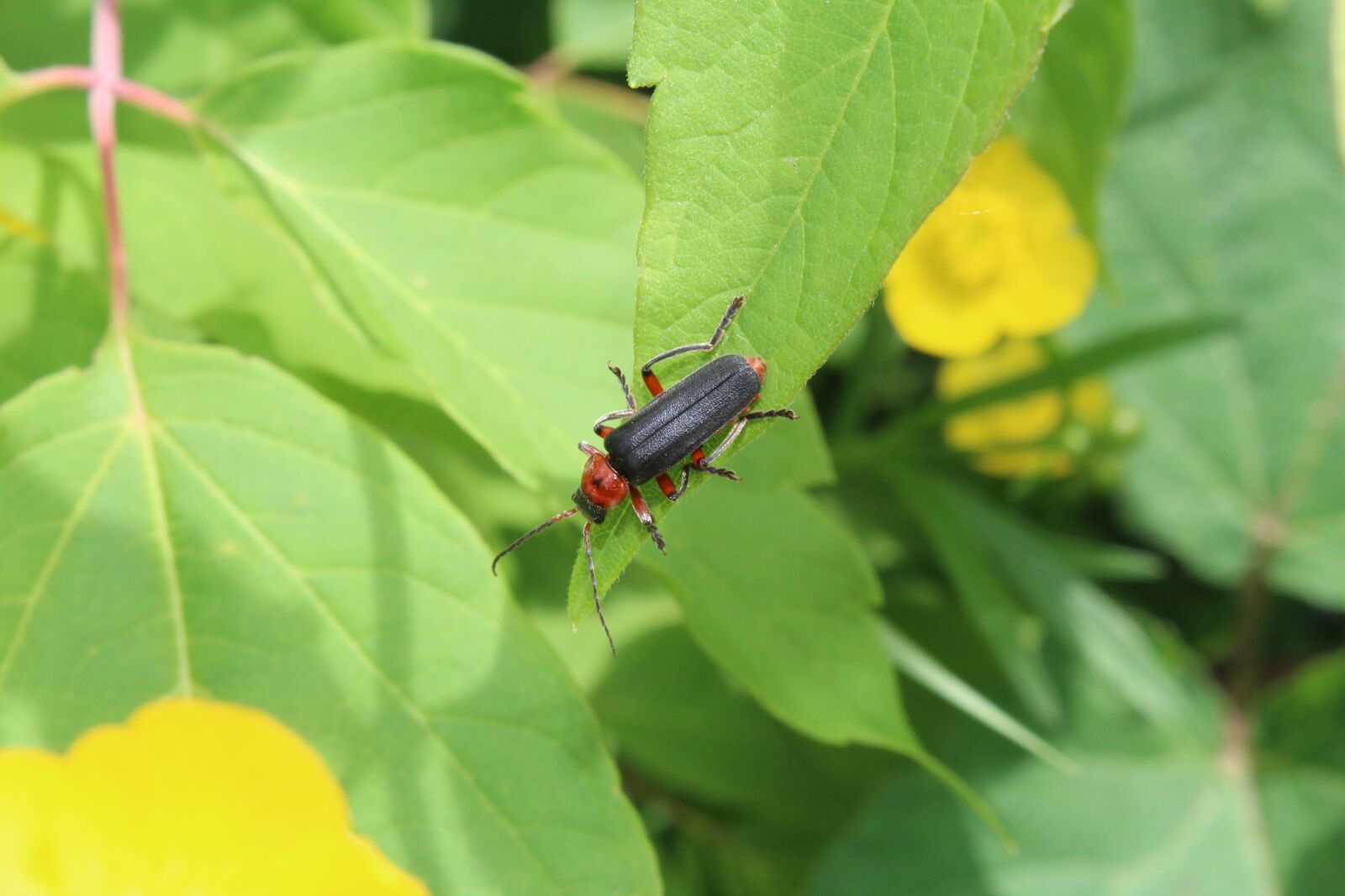 Canon EOS 1200D (EOS Rebel T5 / EOS Kiss X70 / EOS Hi) sample photo. Beetle firefighter, insect, macro photography