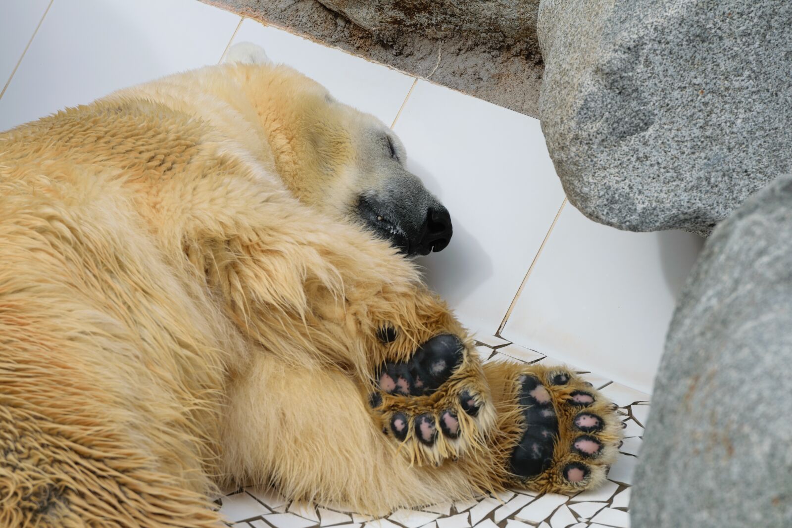 Nikon D5300 sample photo. Bear, animal, zoo photography
