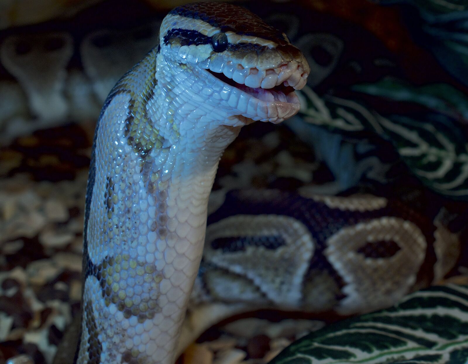 Nikon D5300 sample photo. Snakehead, pangolin, close up photography