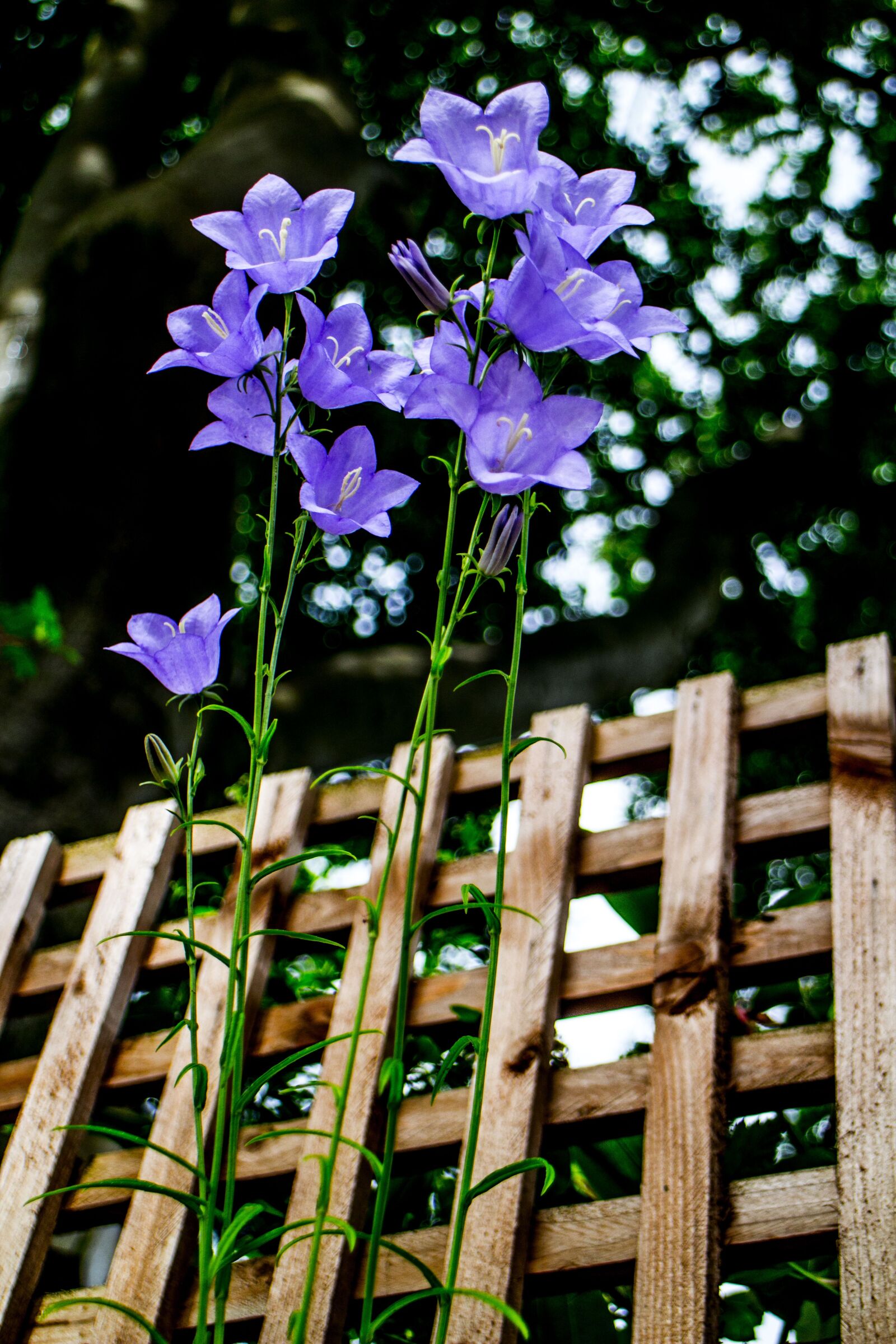 Canon EOS M sample photo. Flower, nature, blue photography