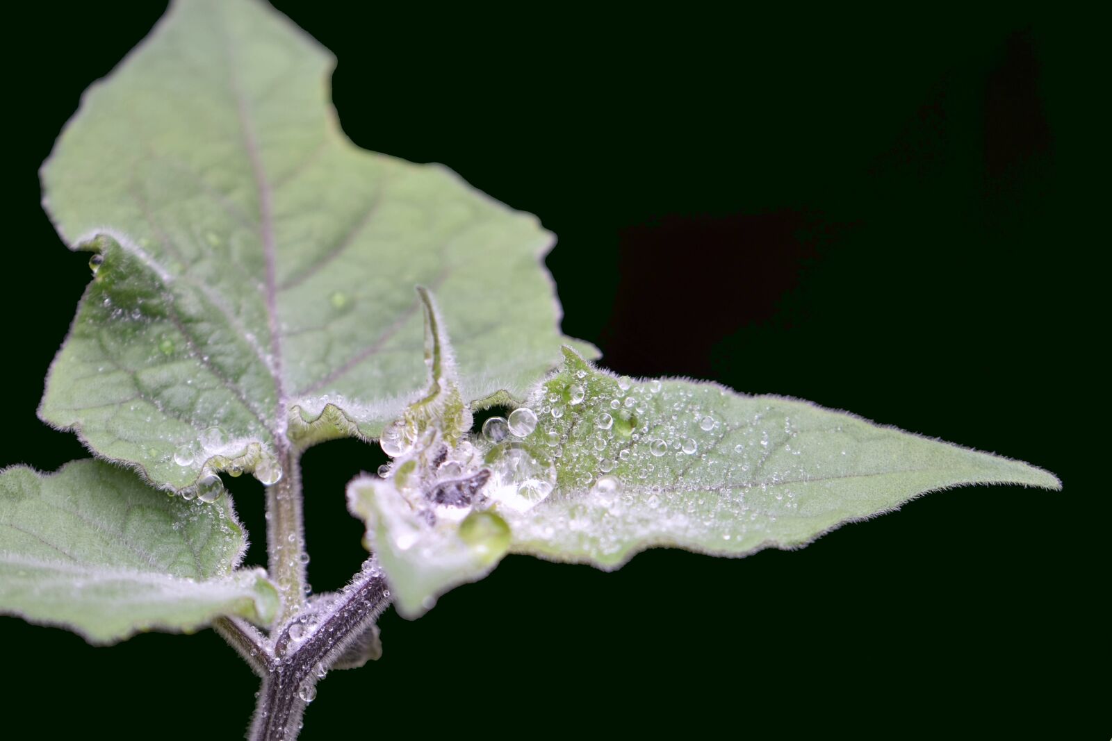 Nikon D5600 sample photo. Physalis, lampignonblume, plant photography