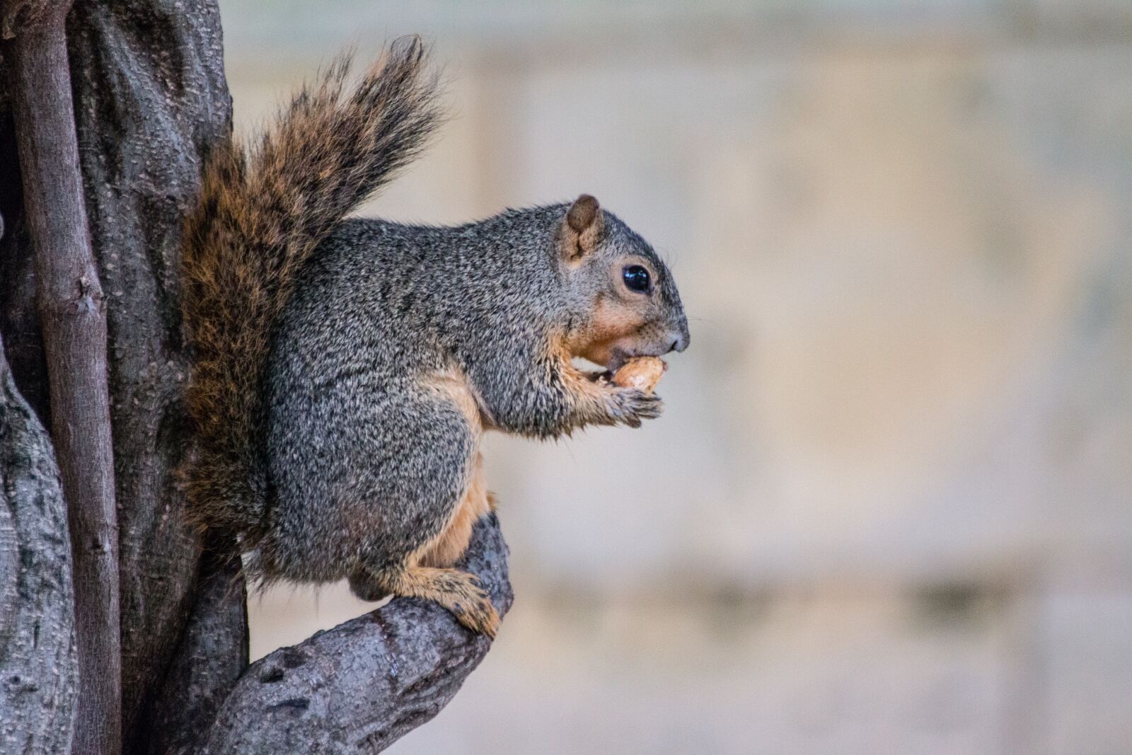 Canon EOS 70D sample photo. Squirrel, tree, nature photography