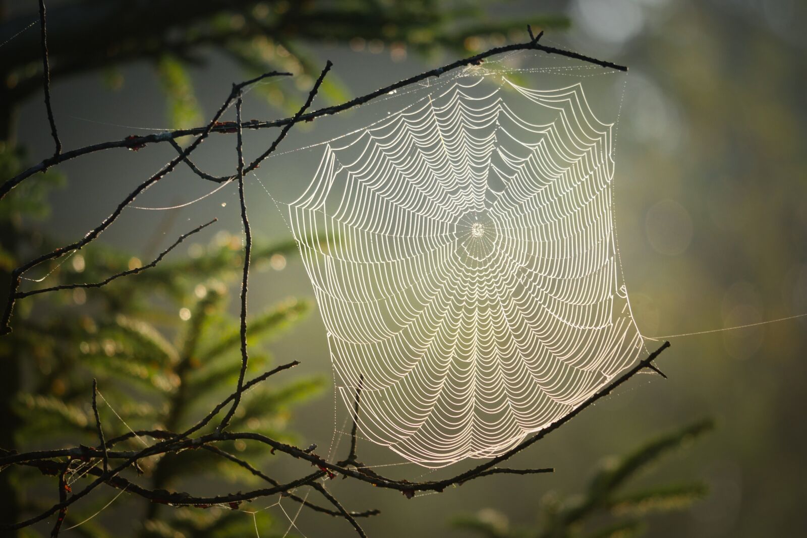 Panasonic Lumix DMC-GX8 sample photo. Cobweb, spider, web photography