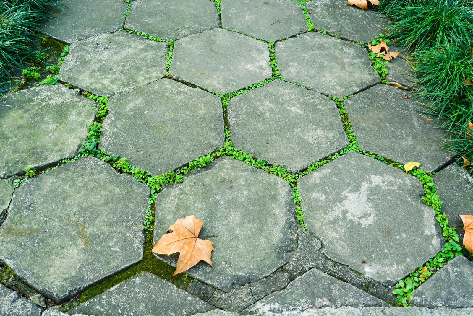 Nikon D5200 sample photo. Bluestone plate, road, green photography