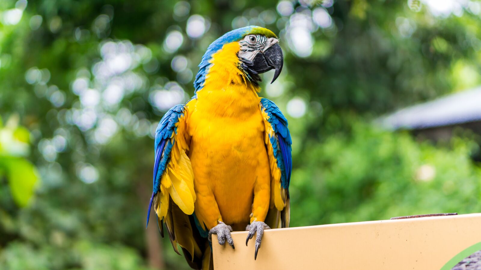 E 50mm F1.8 OSS sample photo. Parrot, nature, pet photography