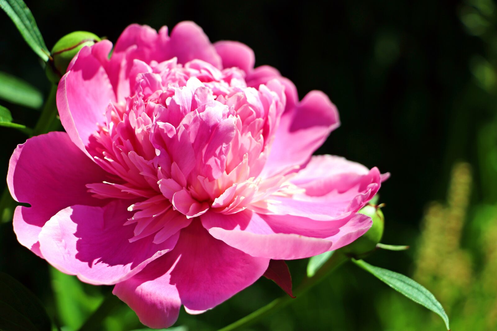 Canon EF-S 18-135mm F3.5-5.6 IS STM sample photo. Peony, luxury, summer photography