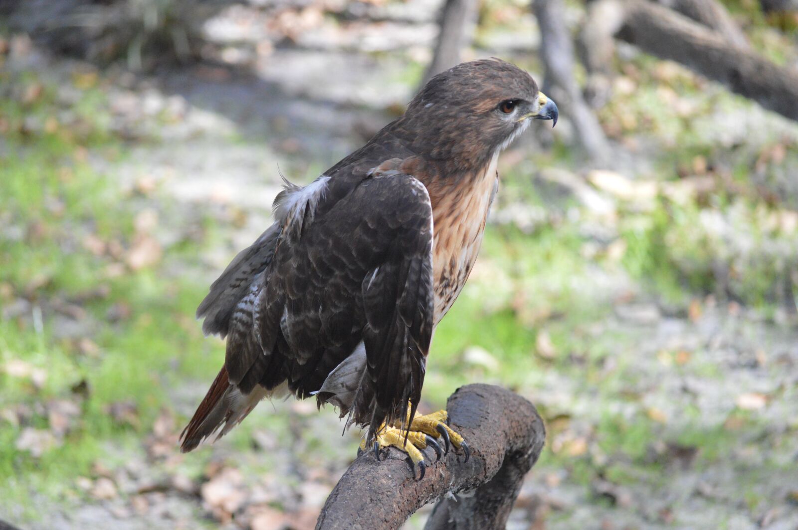 Nikon D3200 sample photo. Eagle, bird, perch photography