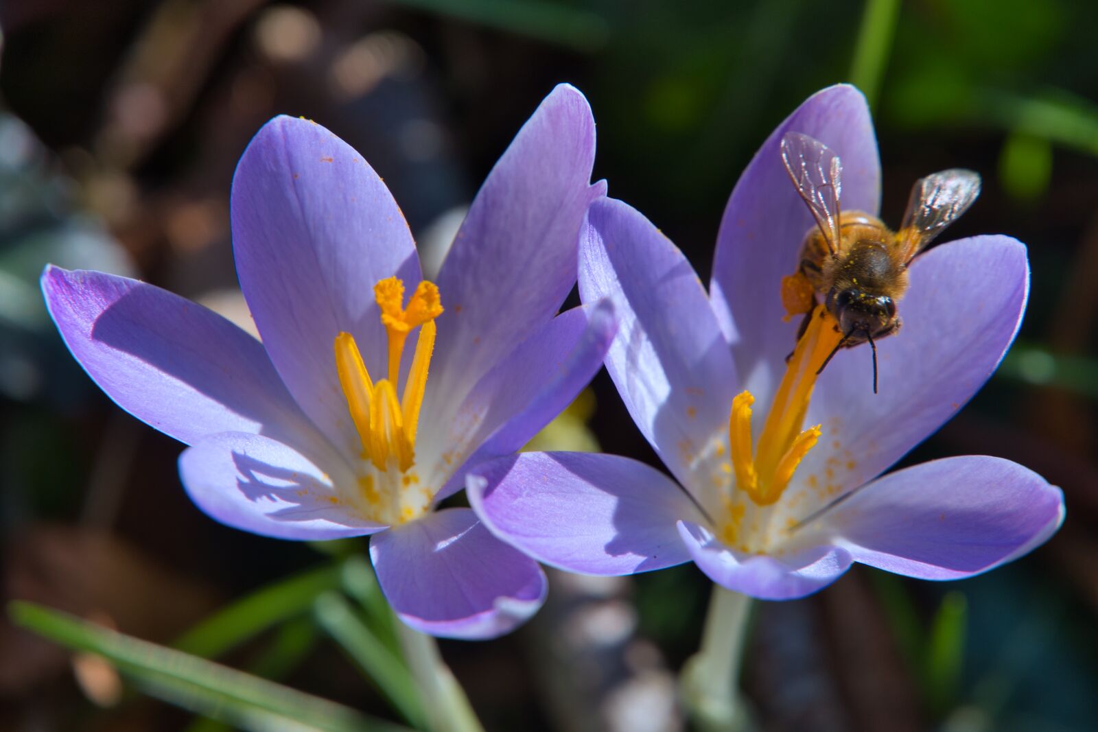 Sony a6400 sample photo. Forest, forest floor, crocus photography