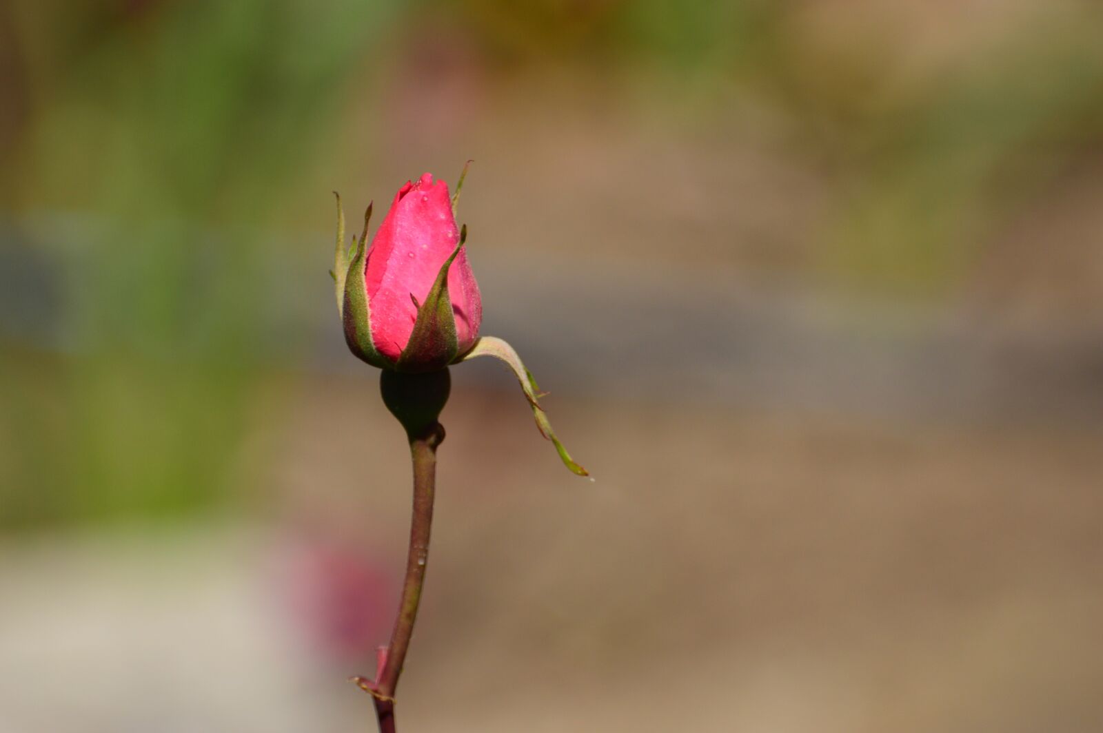 Nikon D3200 sample photo. Rose bud, rose, pink photography