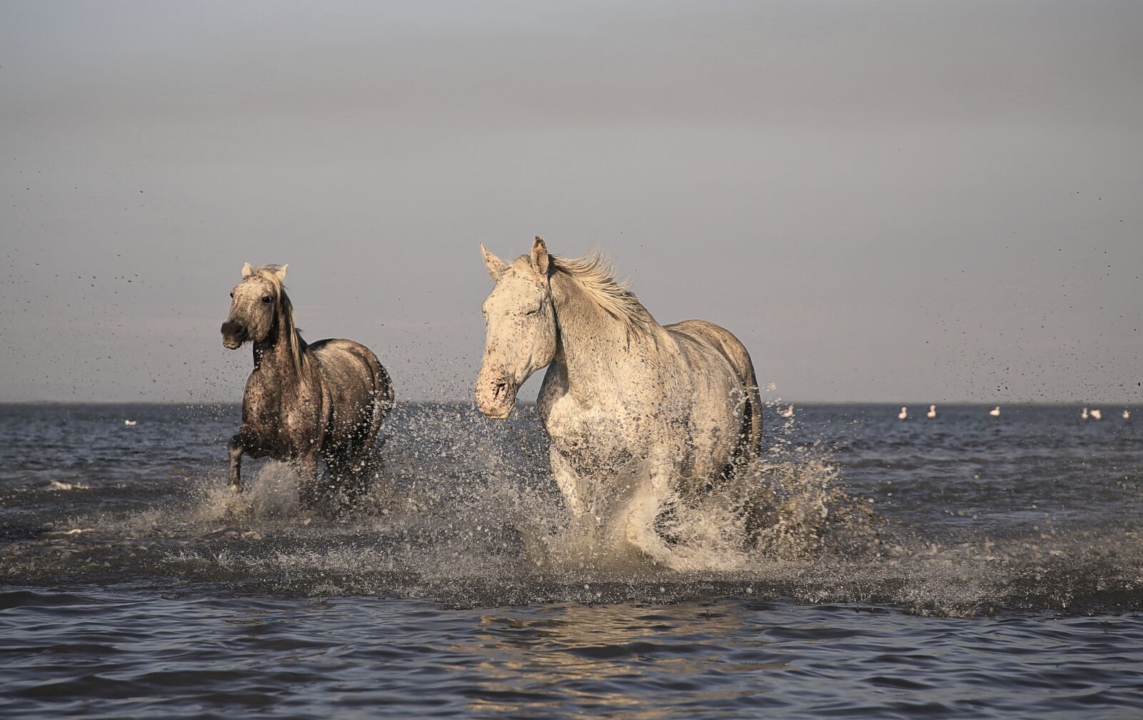 Canon EOS 5D Mark III sample photo. Horse, camargue, white photography