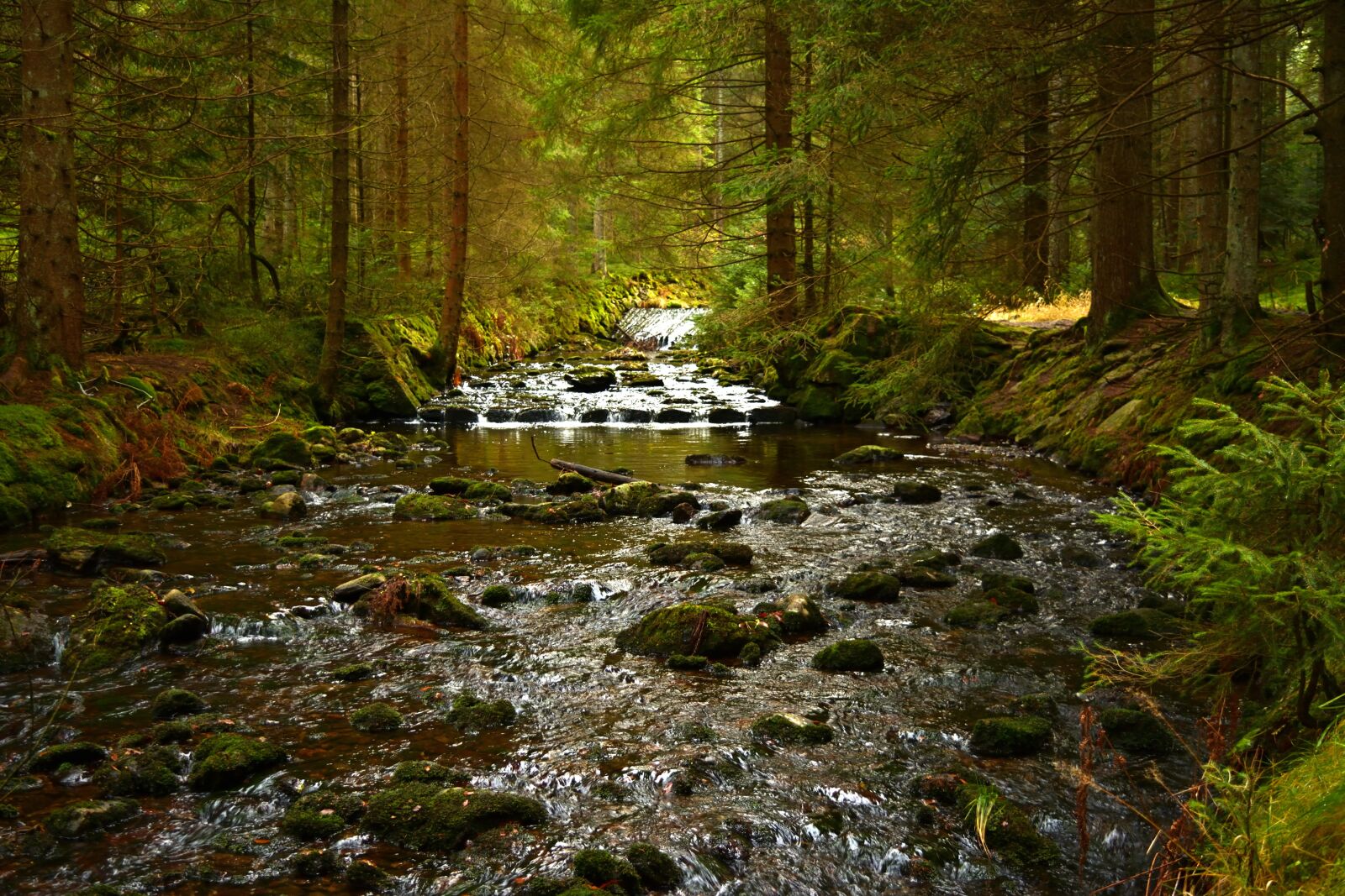 Nikon D5200 sample photo. Forest, autumn, nature photography