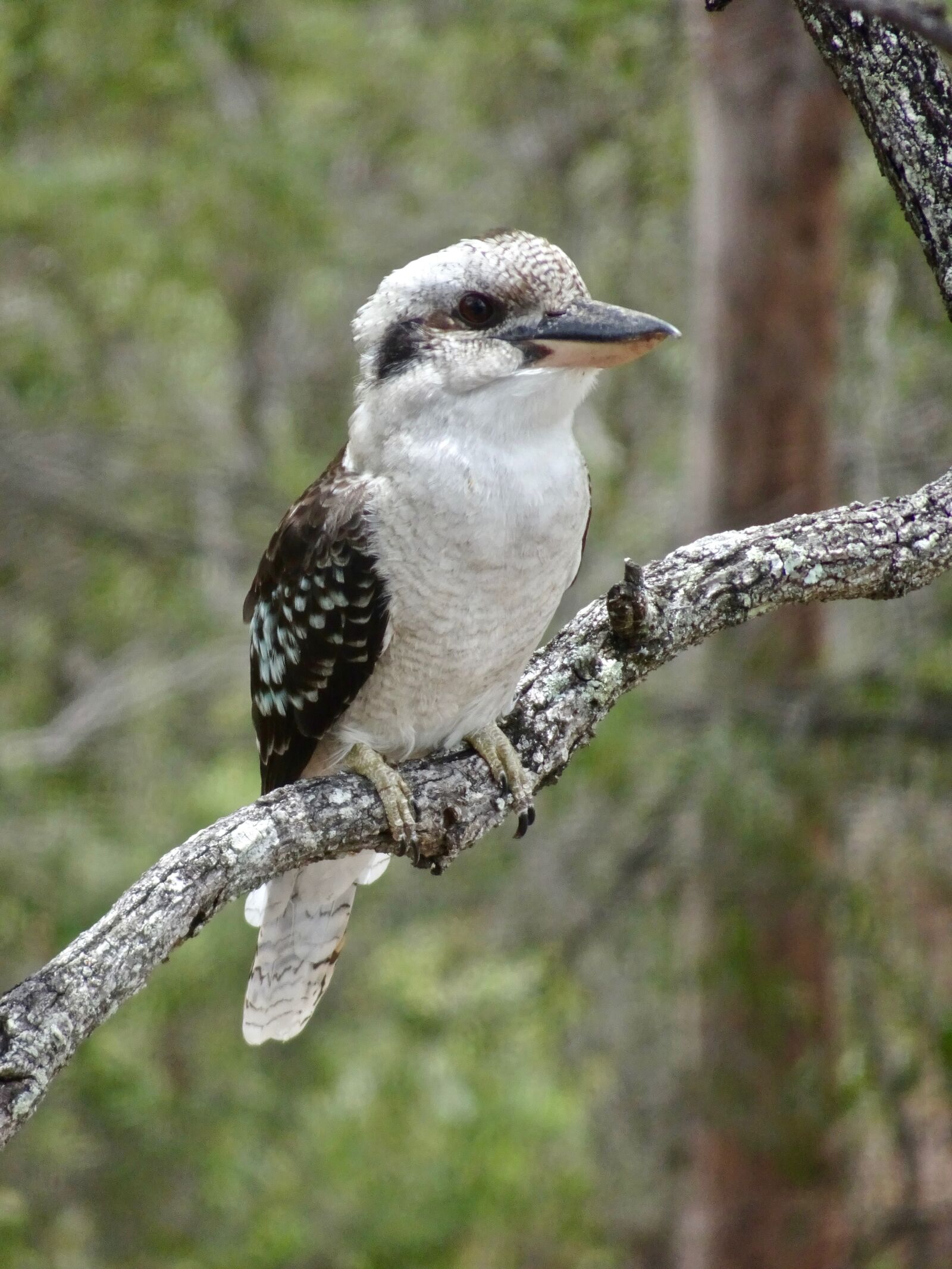 Sony Cyber-shot DSC-HX90V sample photo. Kookaburra, australia, kingfisher photography