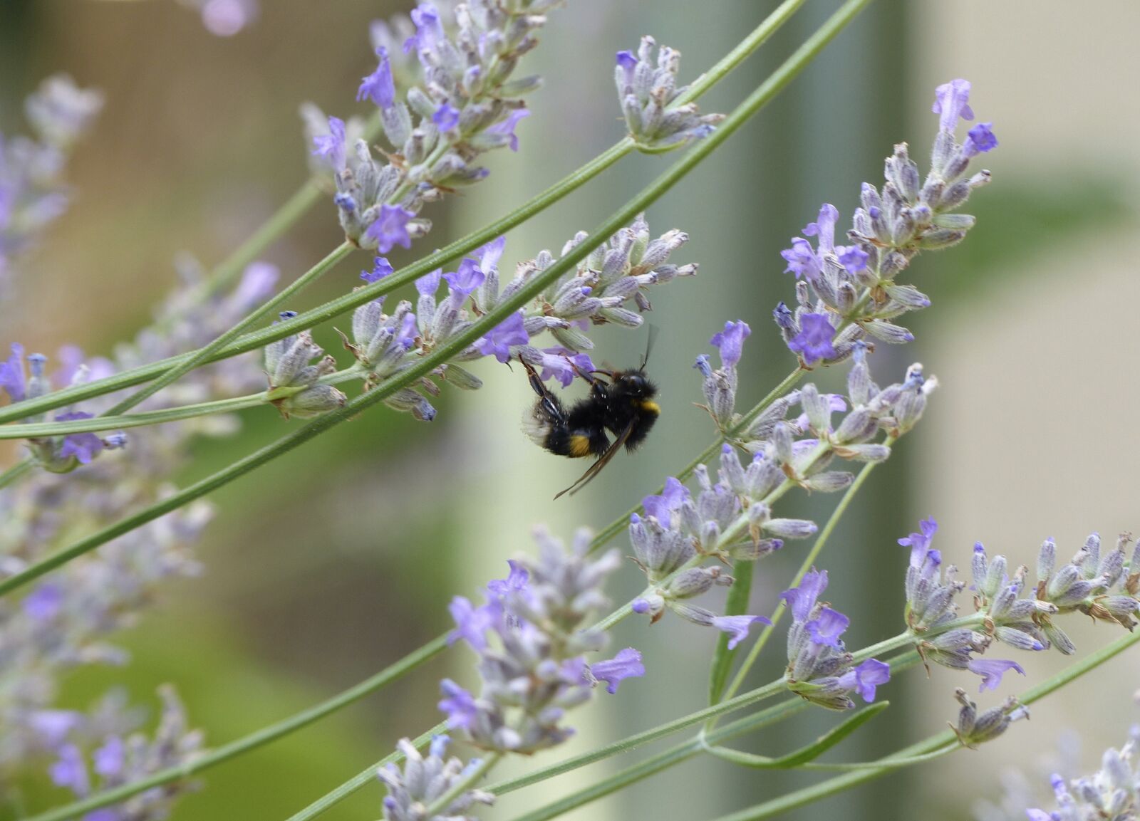 Panasonic Lumix DMC-FZ200 sample photo. Hummel, insect, garden photography