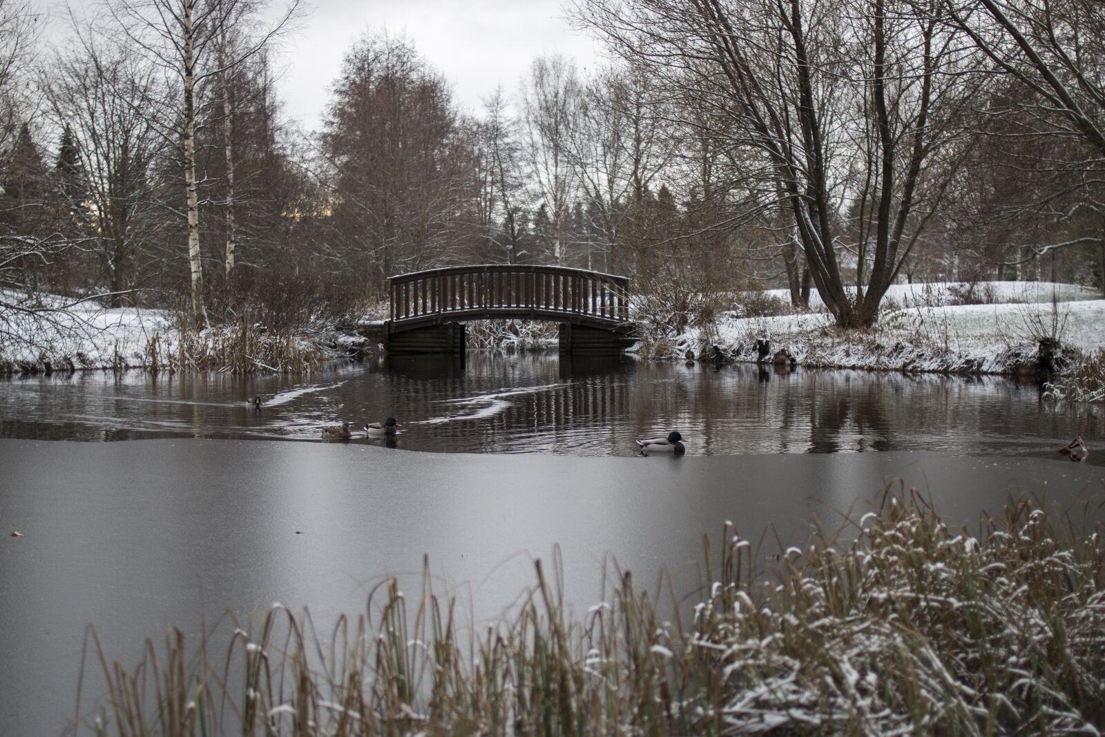 Canon EOS 70D + Canon EF 35mm F2 sample photo. Pond, park, ice photography