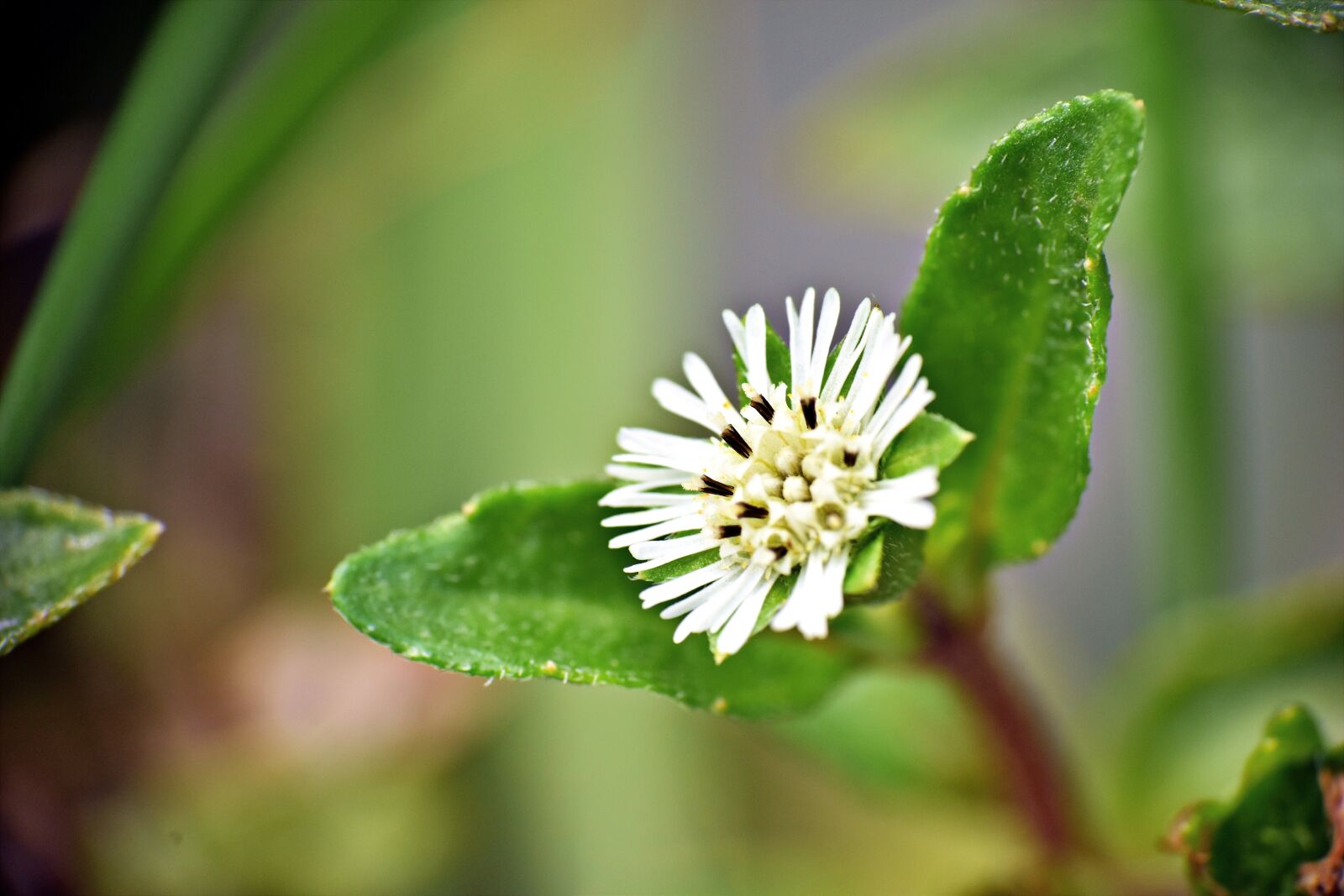 Nikon D5600 sample photo. Tiny flower, wildflower, white photography