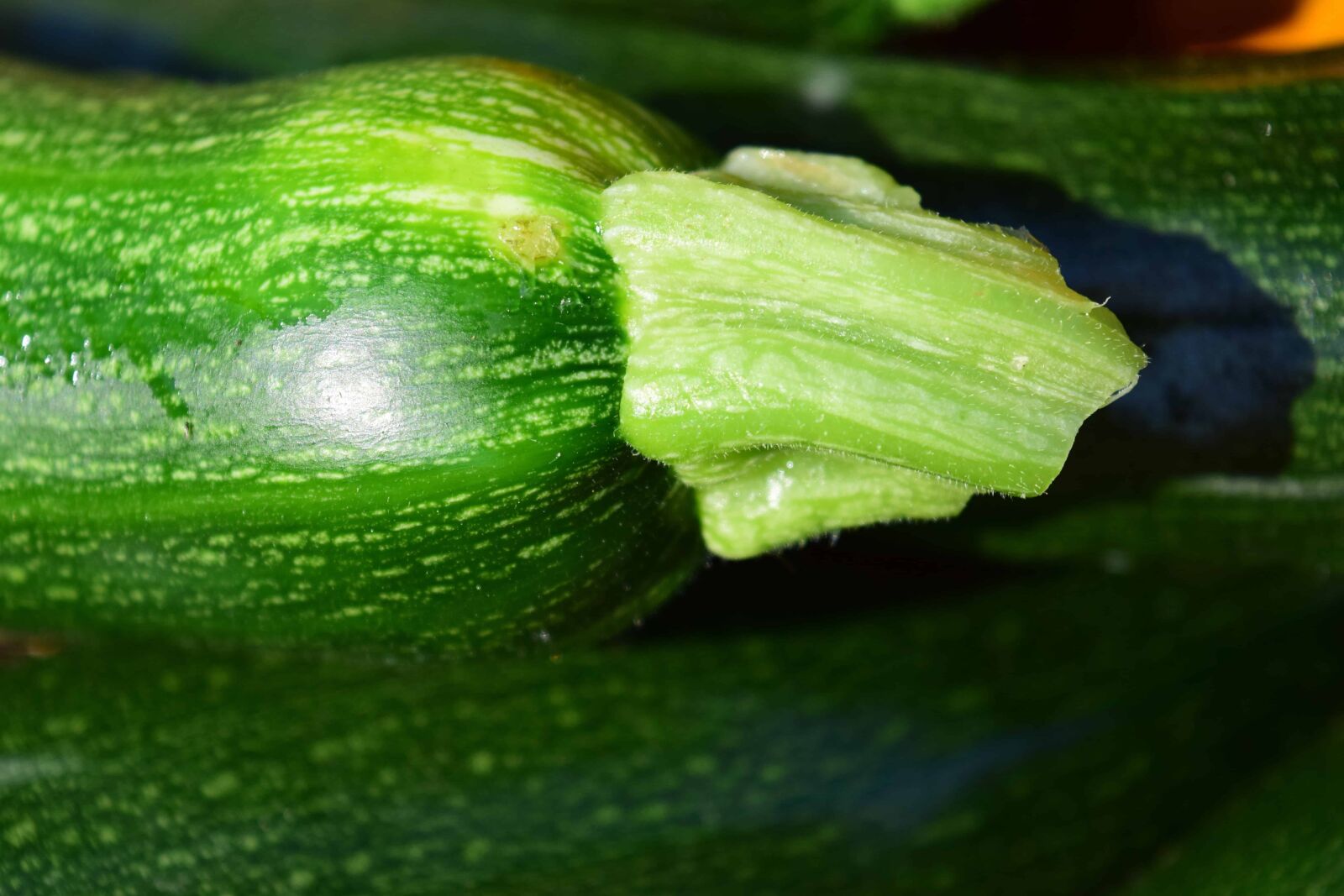 Nikon D3300 sample photo. Vegetable, green, pumpkin, flora photography