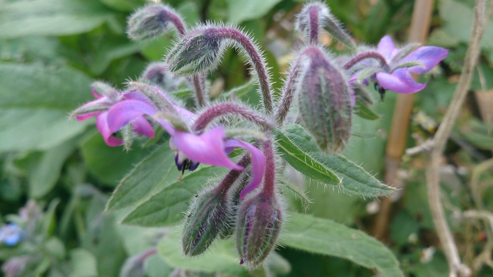 Sony Xperia Z sample photo. Summer, flower, borage photography