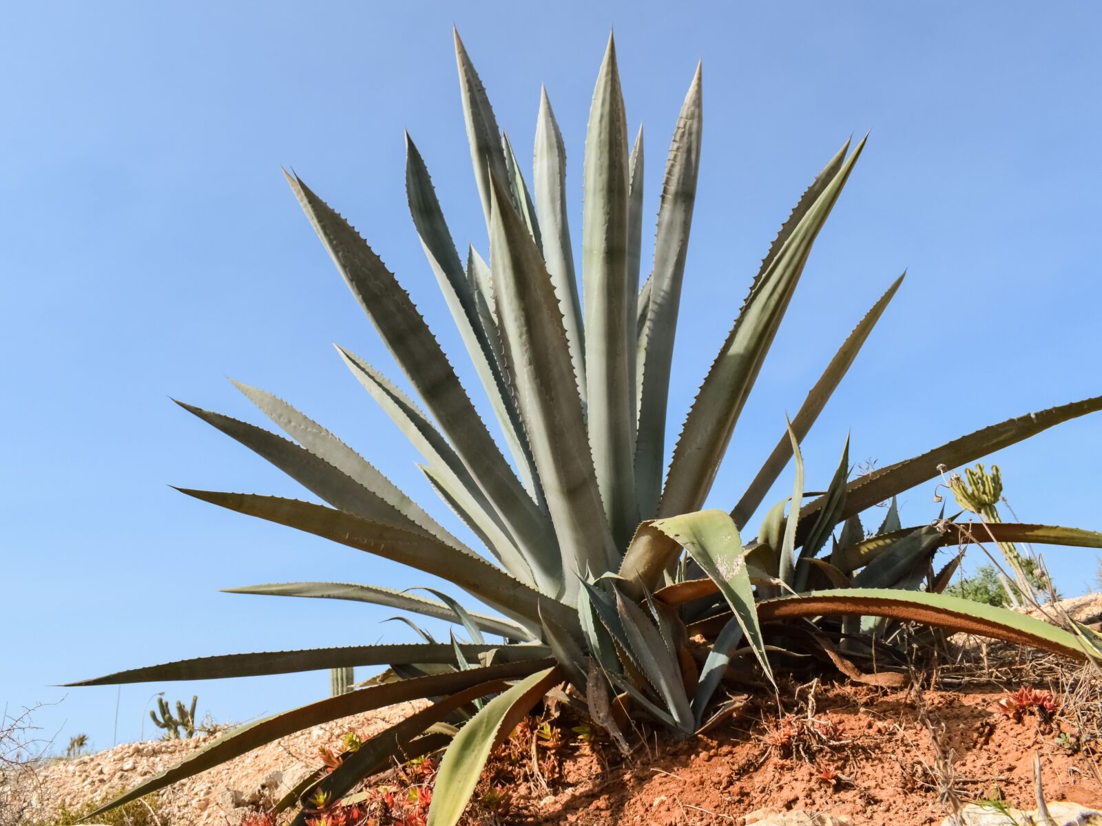 Nikon D3300 sample photo. Aloe vera, plant, cactus photography