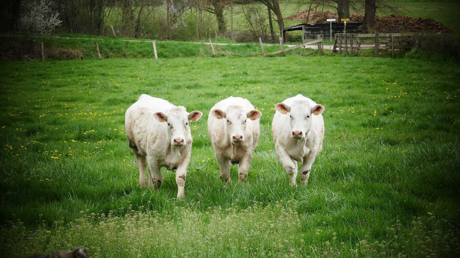 Panasonic DMC-FZ330 sample photo. Cows in field, white photography