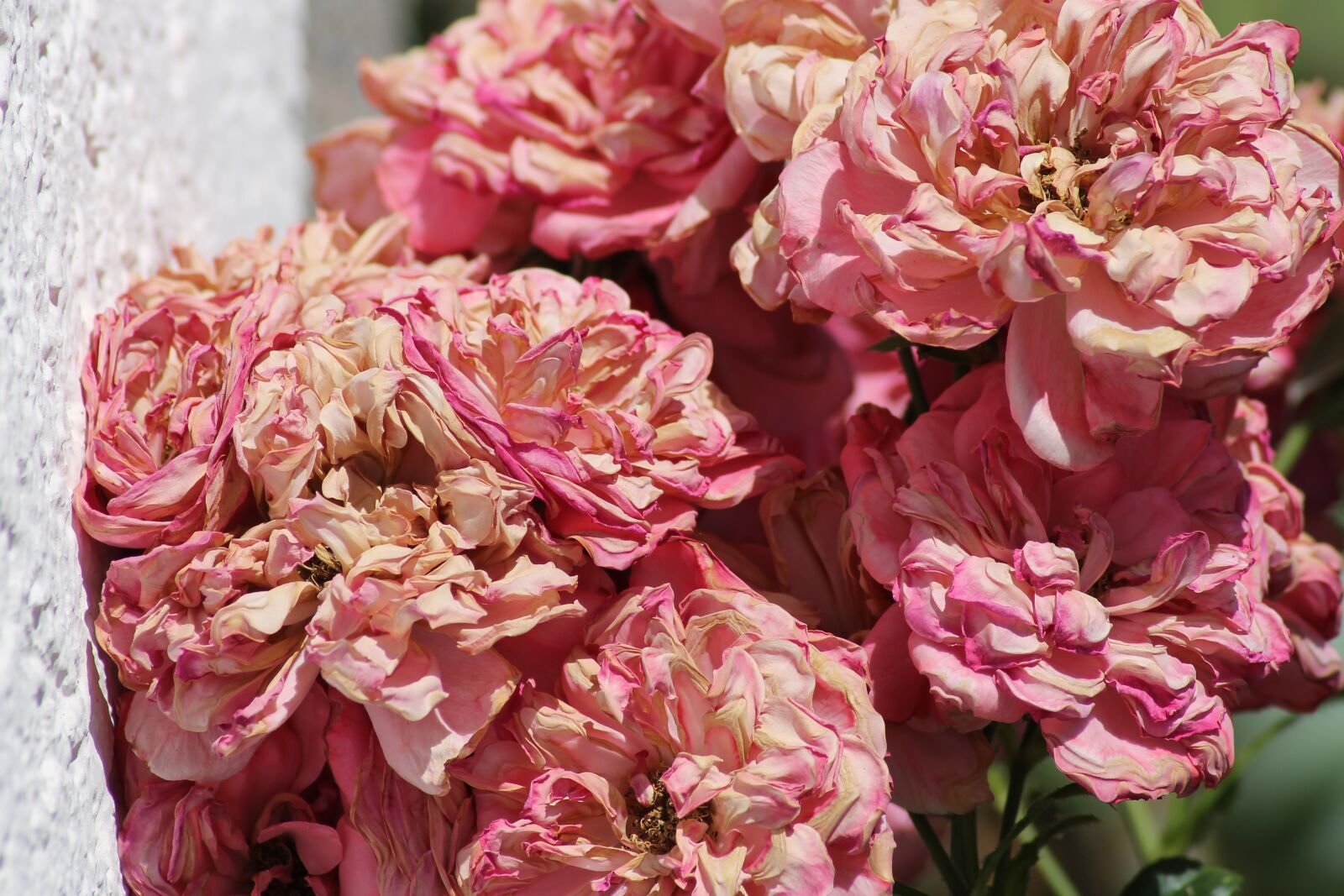 Canon EOS 1100D (EOS Rebel T3 / EOS Kiss X50) sample photo. Faded, pink, rose photography