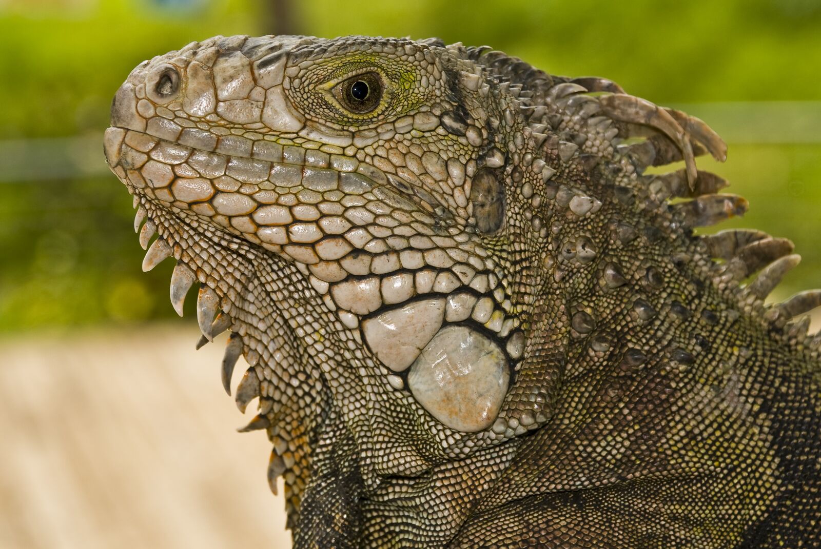 Nikon D300 sample photo. Iguana, animal, nature photography